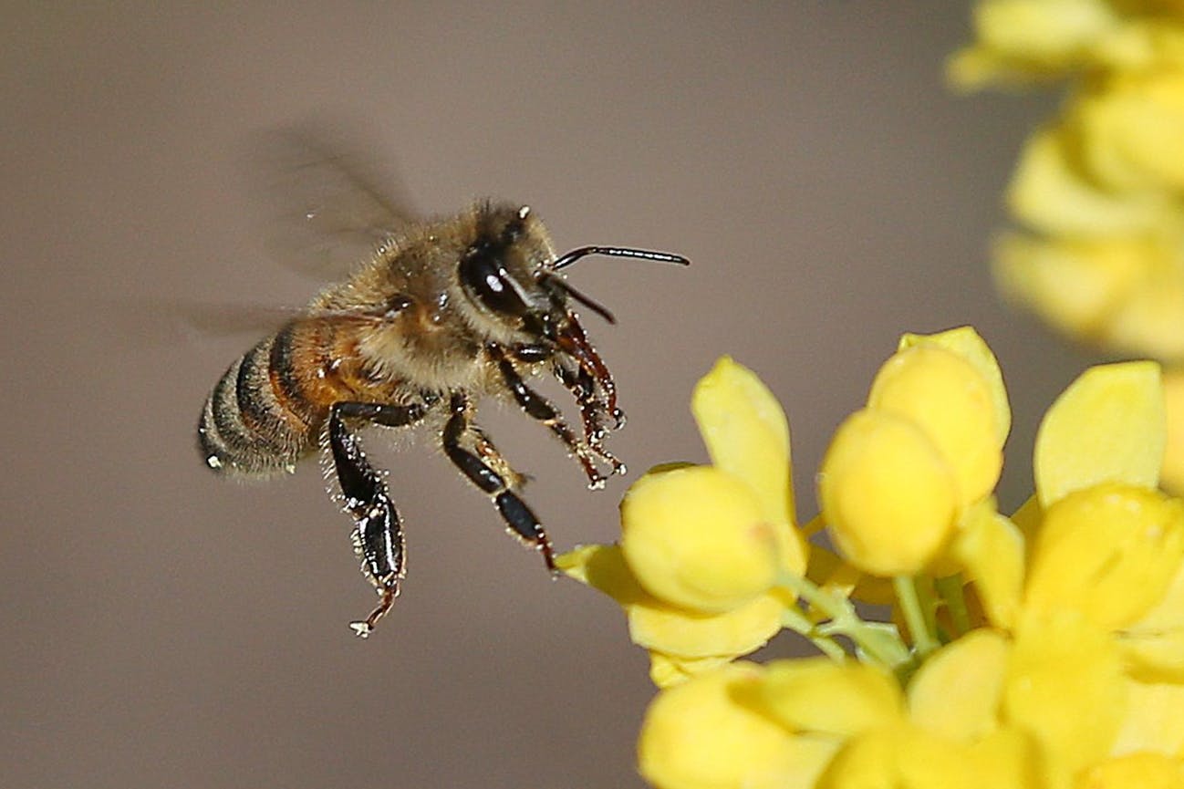 Bienen mögen offene kelchförmige Blüten, weil sie hier gut an den Nektar herankommen.
