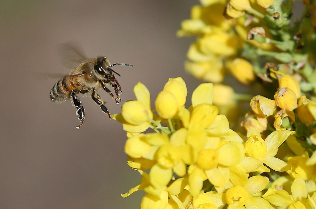 Heute ist Weltbienentag: Was kann man in Berlin für Bienen tun?