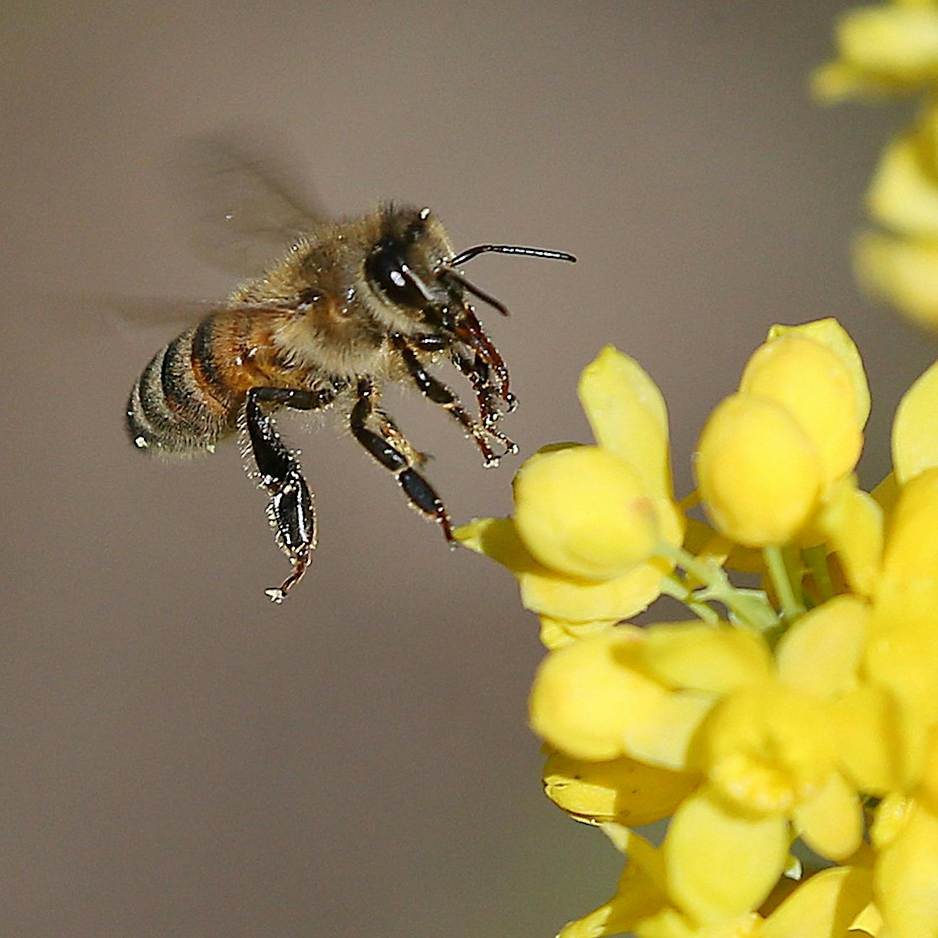 Heute ist Weltbienentag: Was kann man in Berlin für Bienen tun?