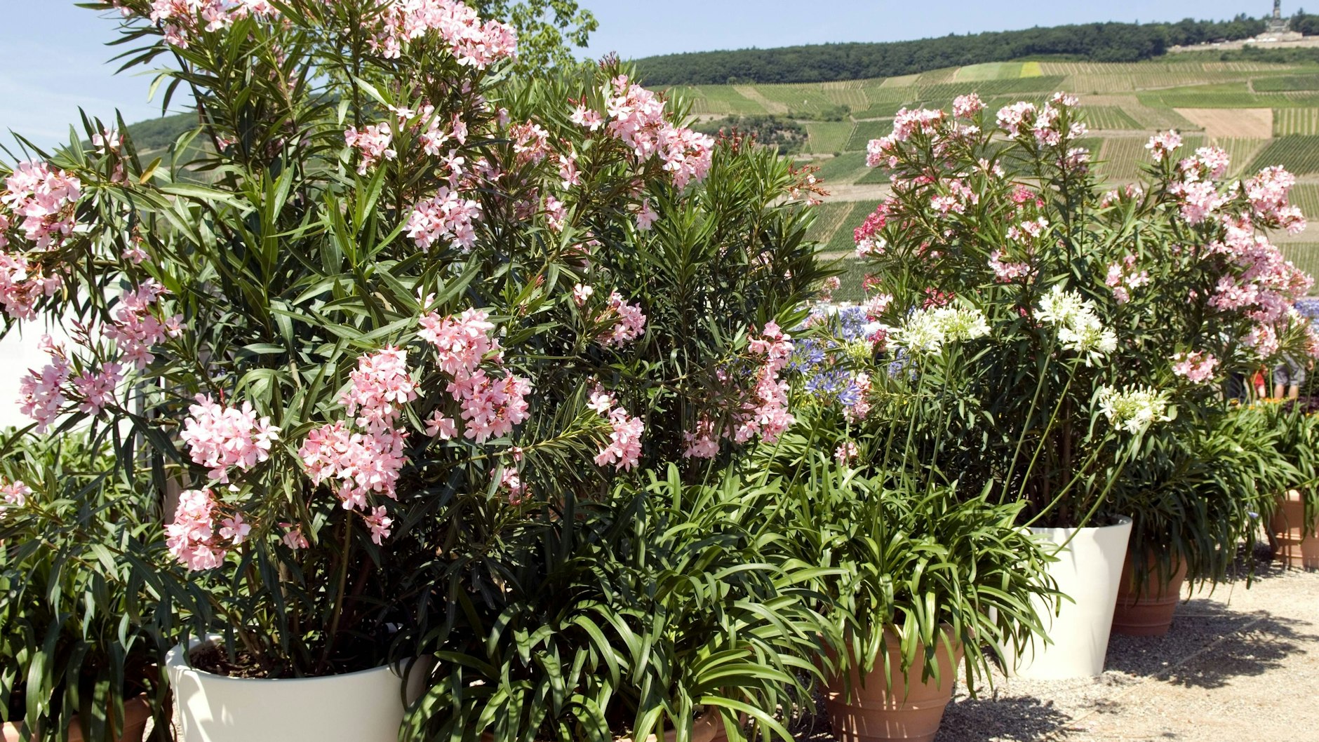 Oleander wächst meist in großen Kübeln. Die Erde sollte immer feucht gehalten werden.