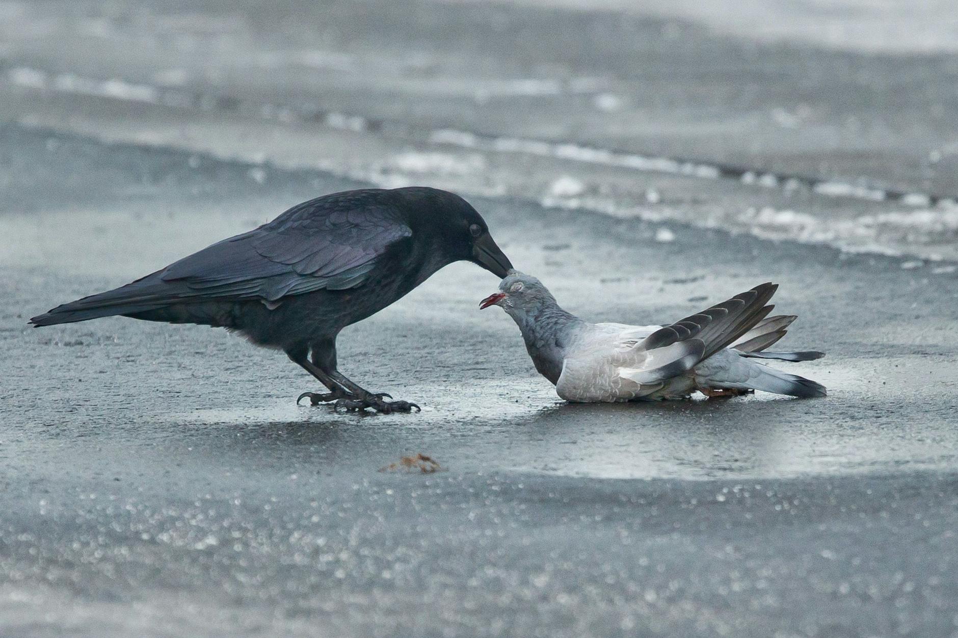 Eine Krähe versucht eine Taube wegzutragen, die sich zuvor beim Flug an eine Fensterscheibe verletzt hatte.