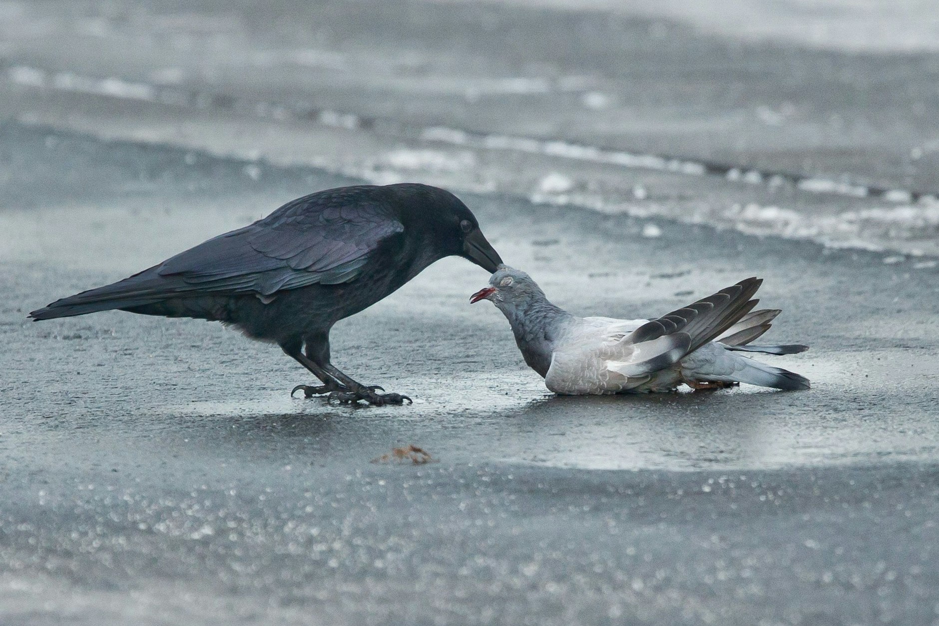 Eine Krähe versucht eine Taube wegzutragen, die sich zuvor beim Flug an eine Fensterscheibe verletzt hatte.