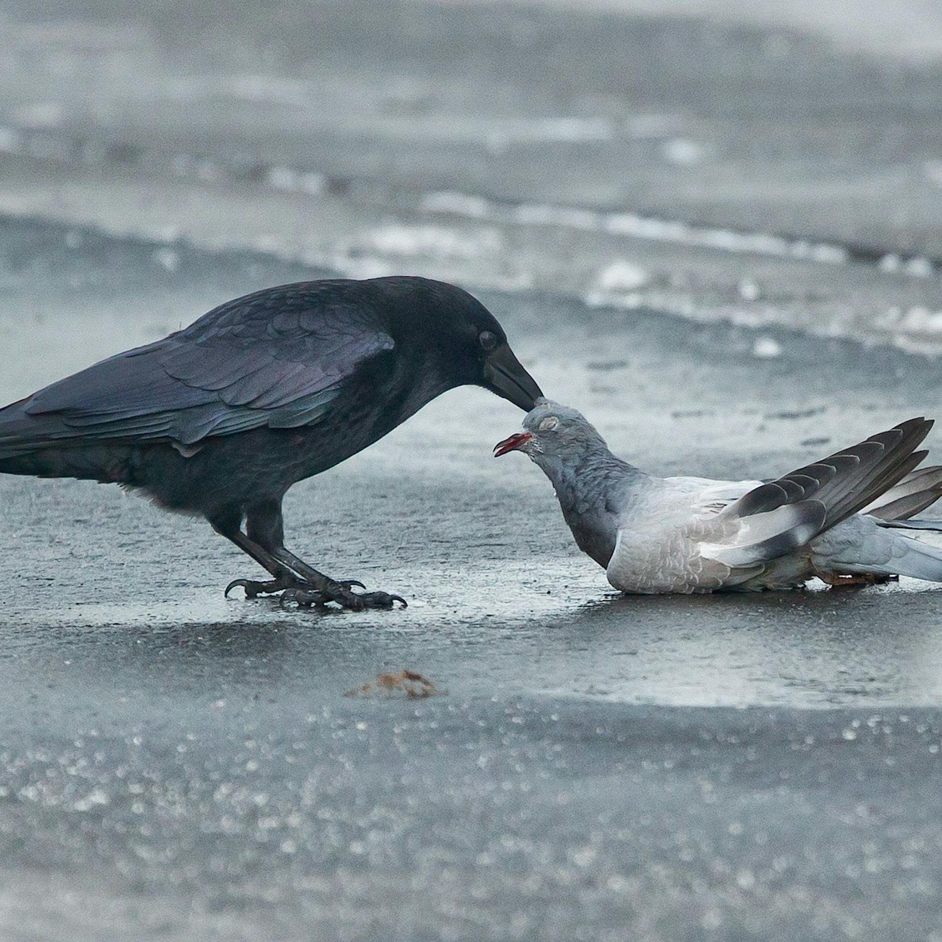 Krähe vs. Taube: Der Luftkampf im Hinterhof