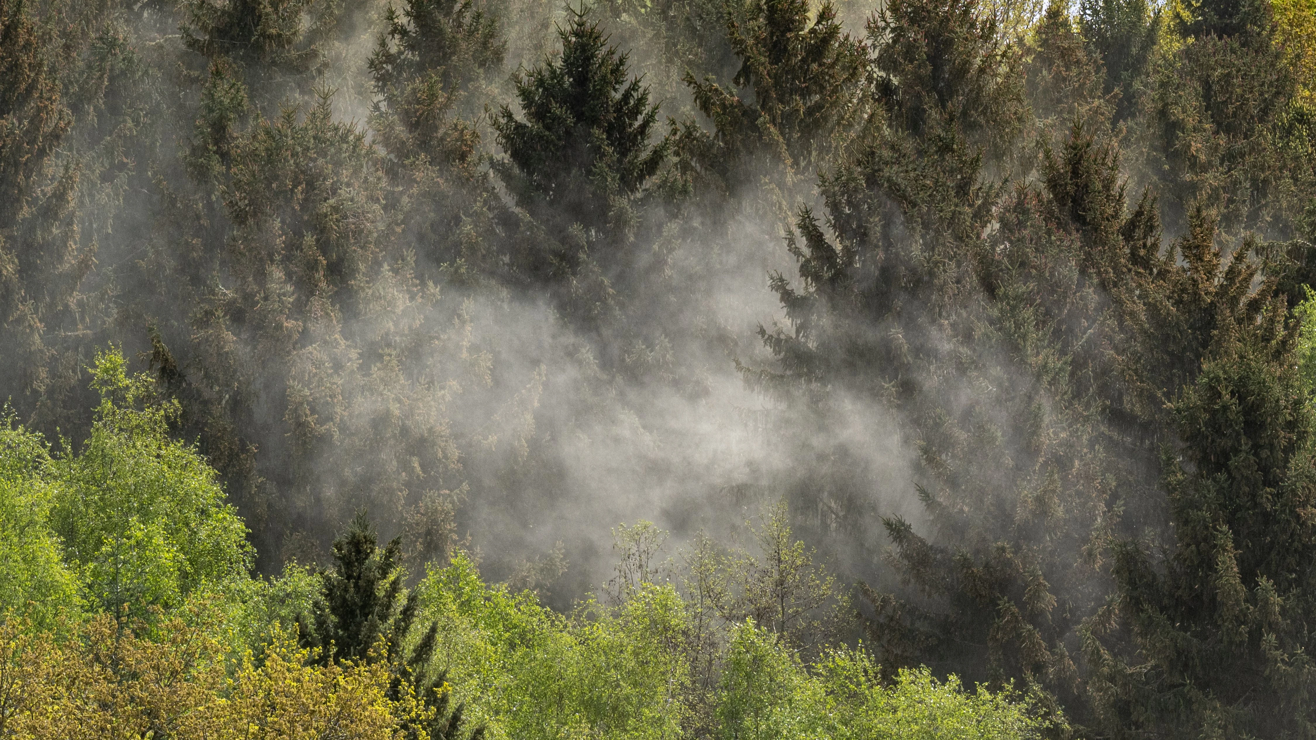 Wolken von Pollen wehen durch ein Waldstück.