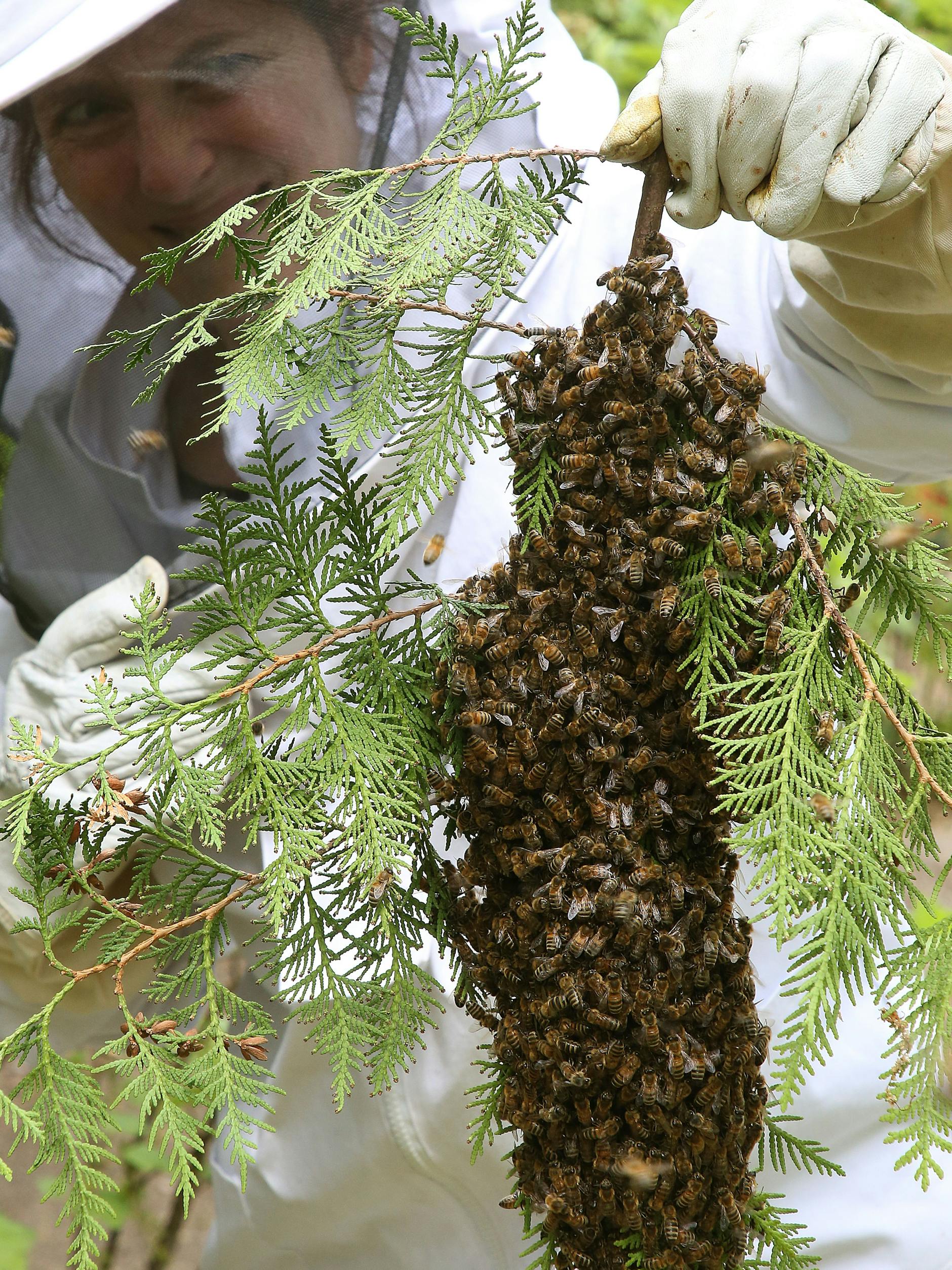 Eine Berliner Imkerin hält einen Bienenschwarm mit mehreren Tausend Honigbienen in der Hand, die sich an einem Ast einer Thuja gesammelt haben. Im Mai und Juni ist der Schwarmdrang bei Bienenvölkern sehr hoch.