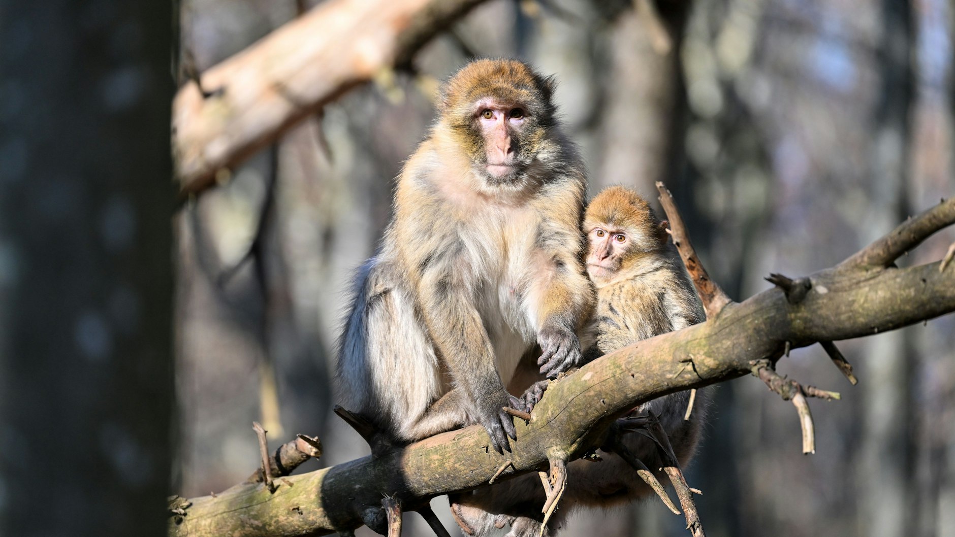 Auch Affen können das Affenpocken-Virus auf Menschen übertragen (Symbolbild).