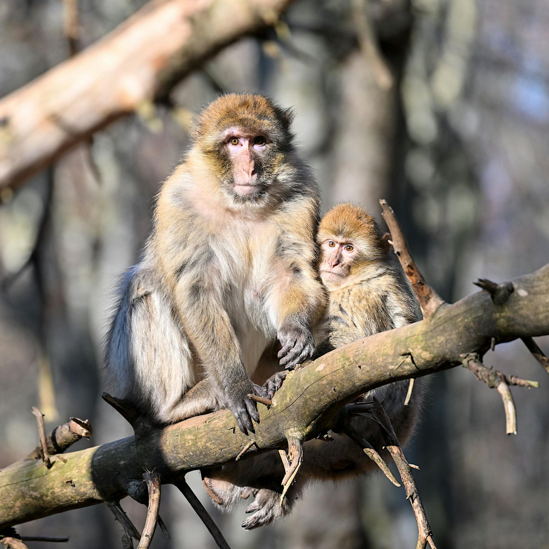 Affenpocken: Jetzt warnt auch das RKI