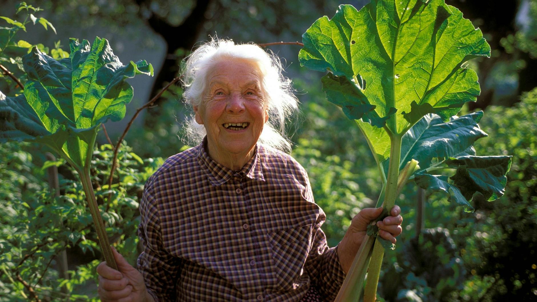 Auf die Stange, fertig los: Was unsere Großeltern konnten, können Sie schon lange. Rhabarber schmeckt göttlich und ist denkbar einfach zuzubereiten.