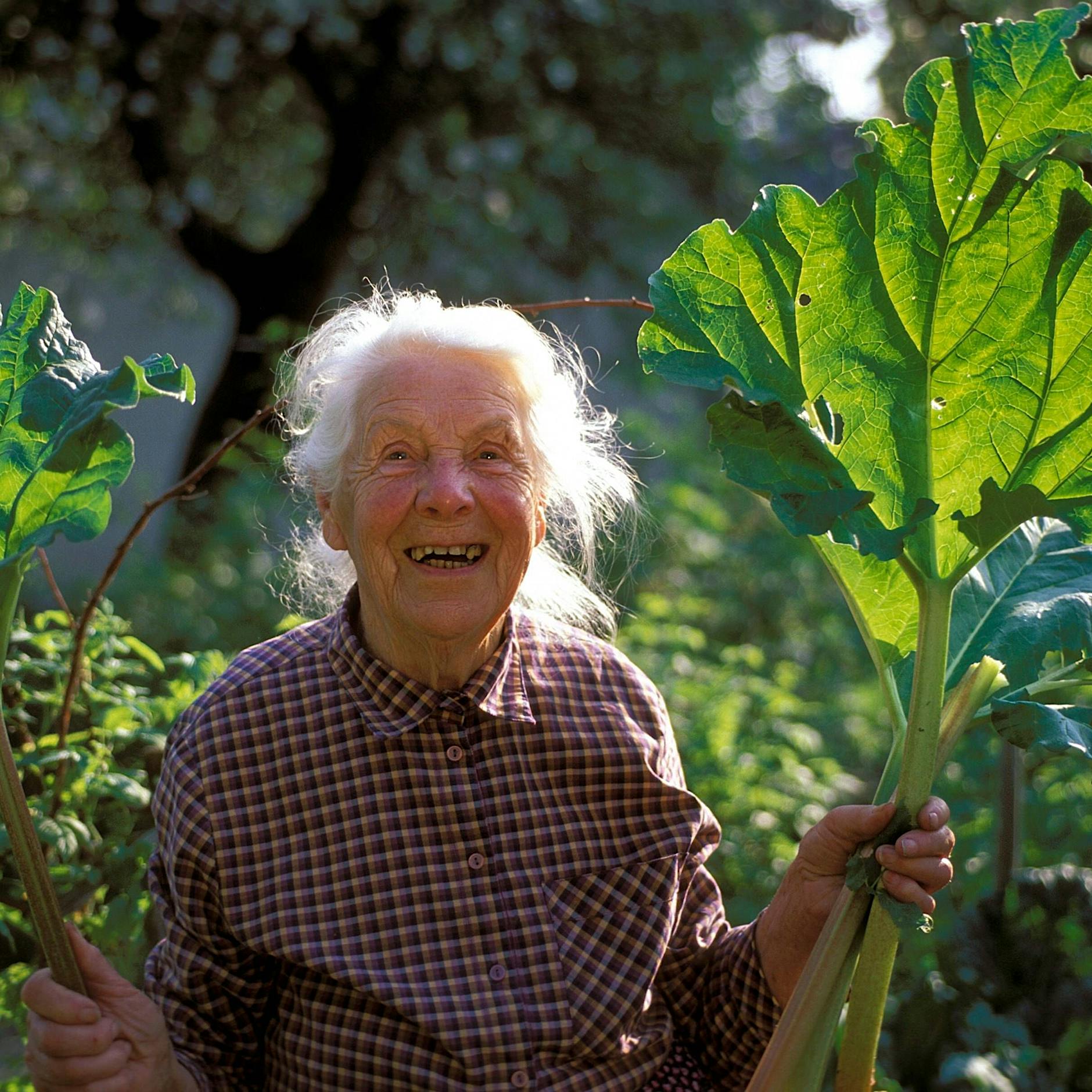 Zeit für Rhabarber: Es muss nicht immer nur Kuchen sein. Rezepte zum Verlieben