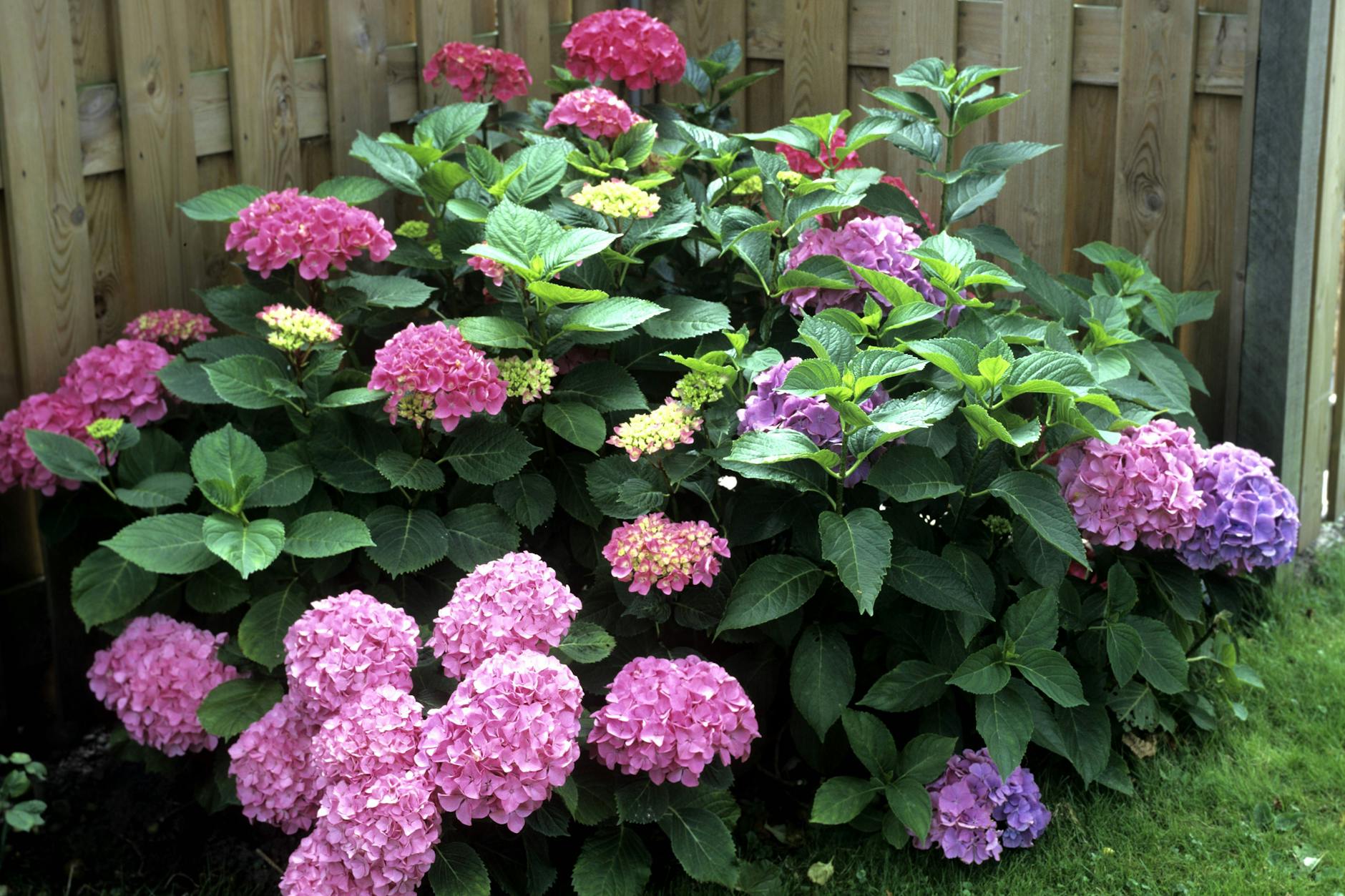 Wer Hortensien in den Garten pflanzt, sollte einige Tipps beachten.