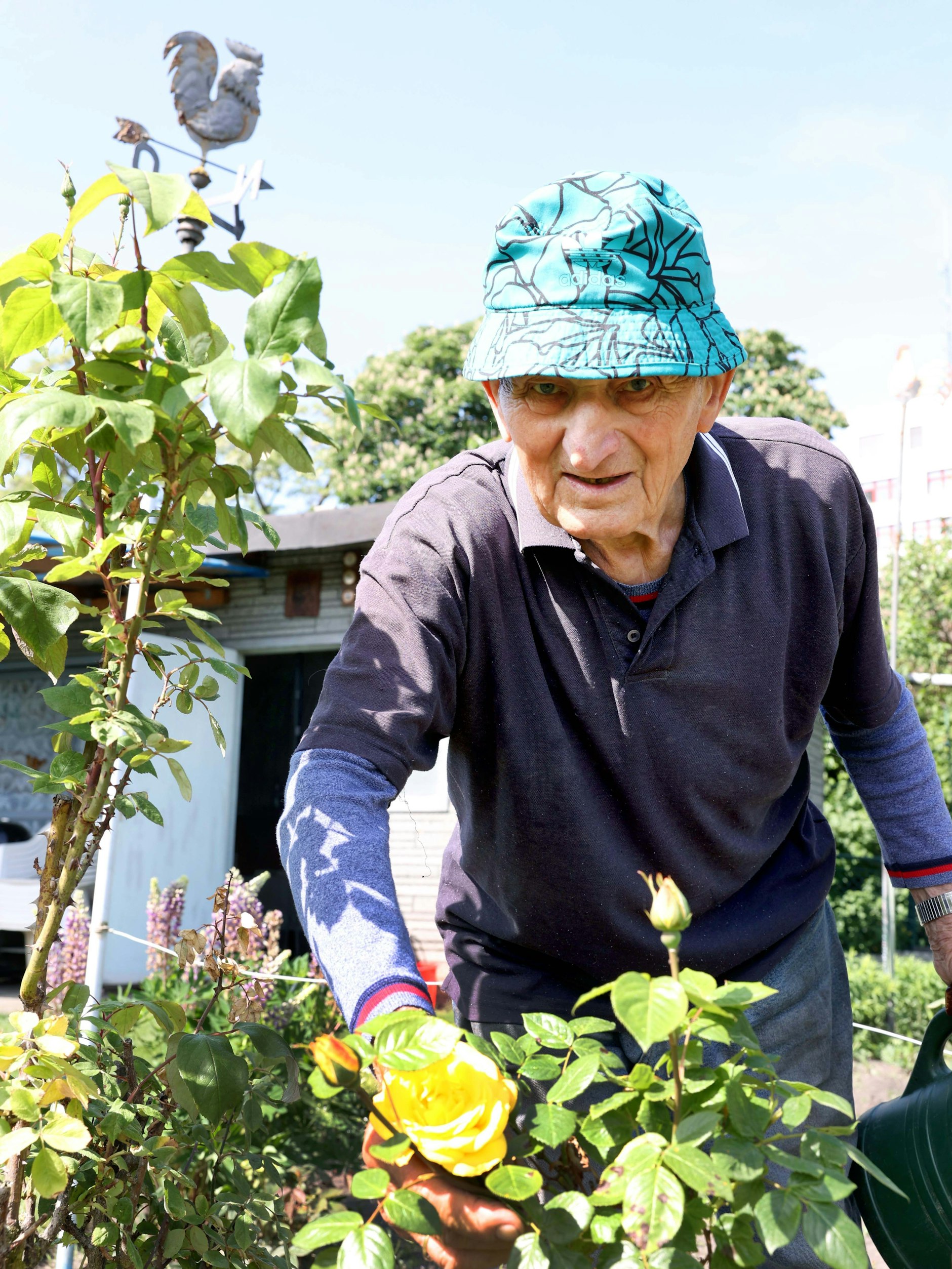 Bei Josef Braun (92)&nbsp; duften die Rosen als gäbe es kein Morgen.