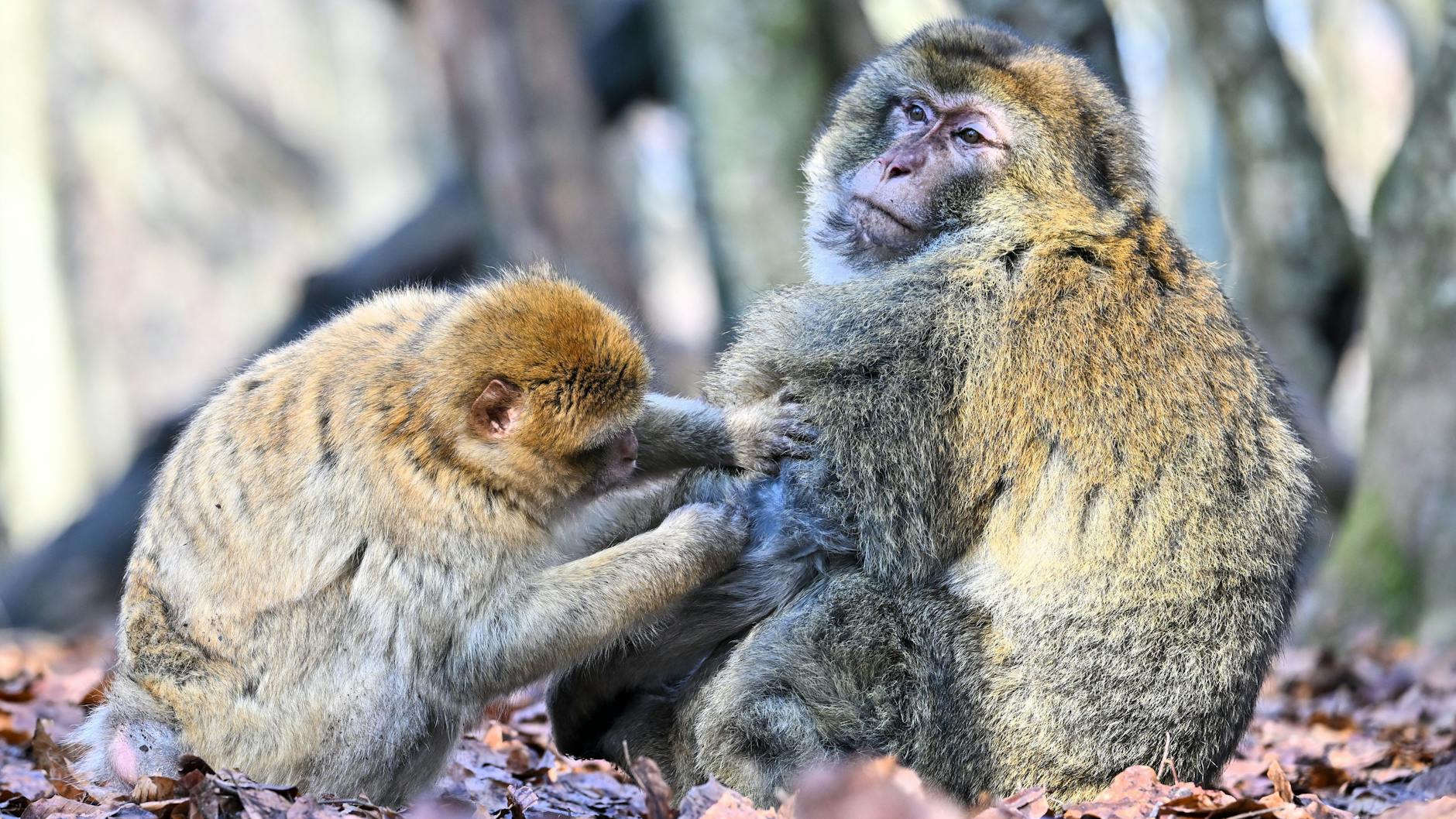 Berberaffen sonnen sich im Buchenwald.