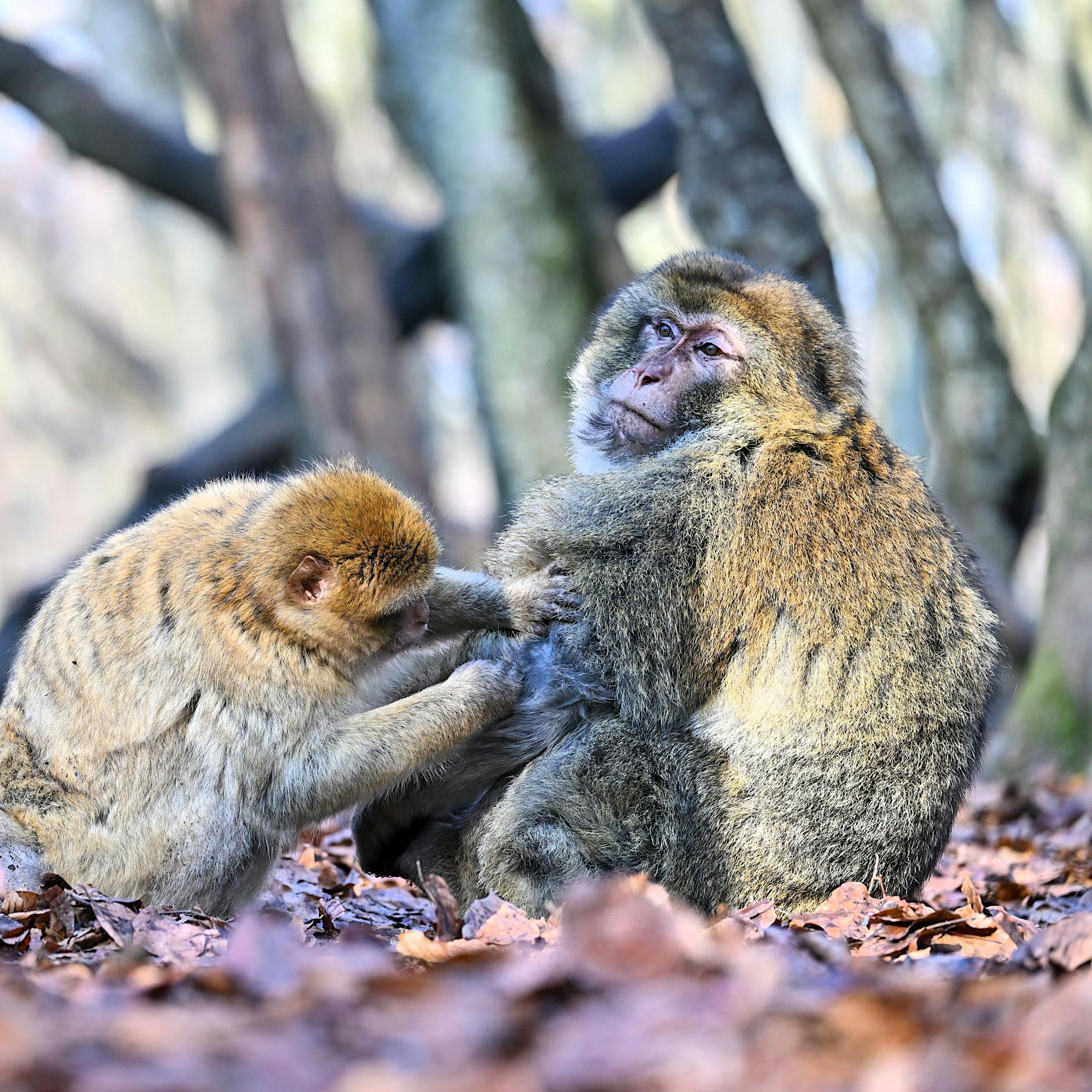 Affenpocken: Fälle in den USA, Italien und Schweden gemeldet