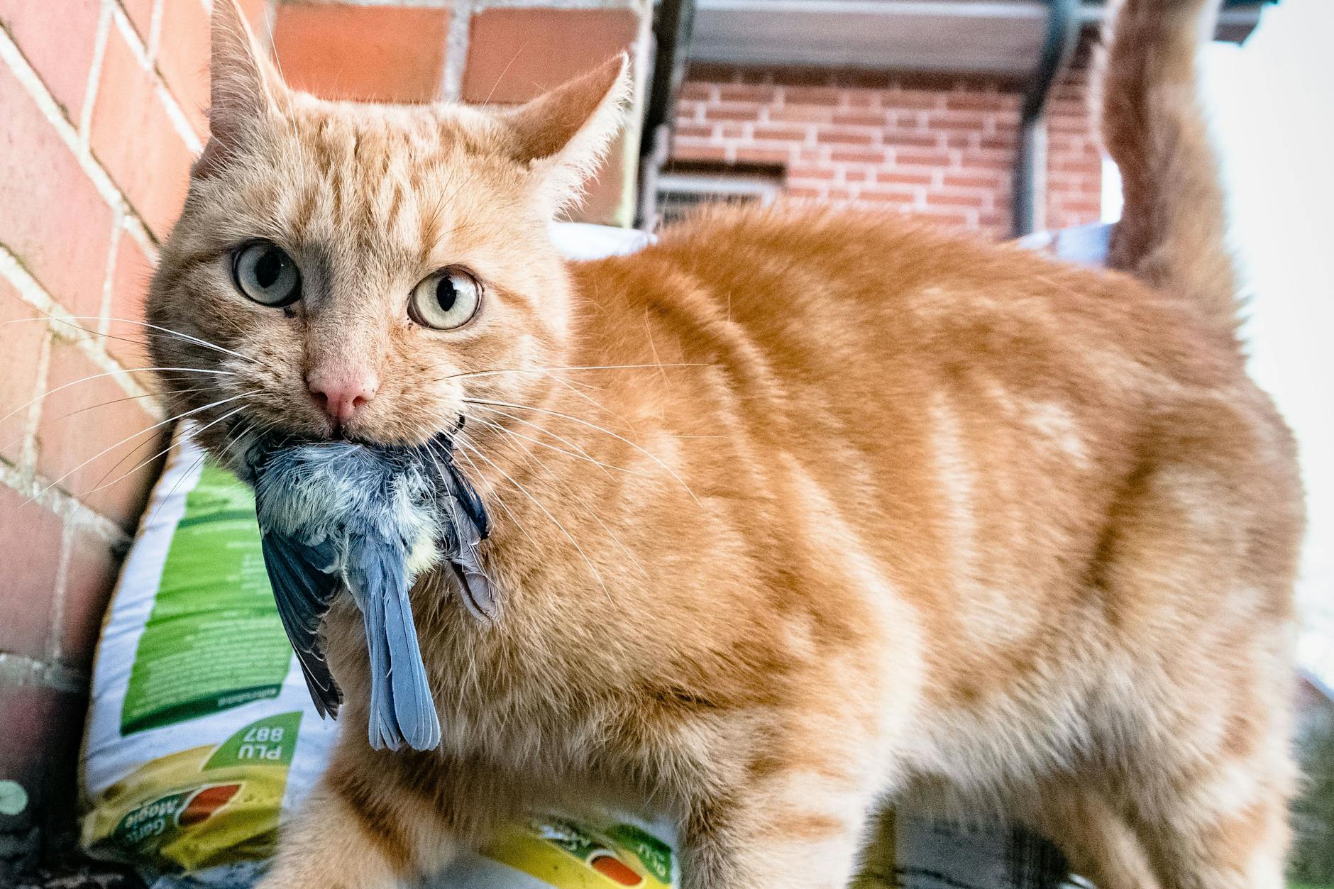 «Nein Miez!» - oh, zu spät! Eine Verpiss-dich-Pflanze hätte diesen Stubentiger vielleicht von der Jagd auf die Meise abgehalten.