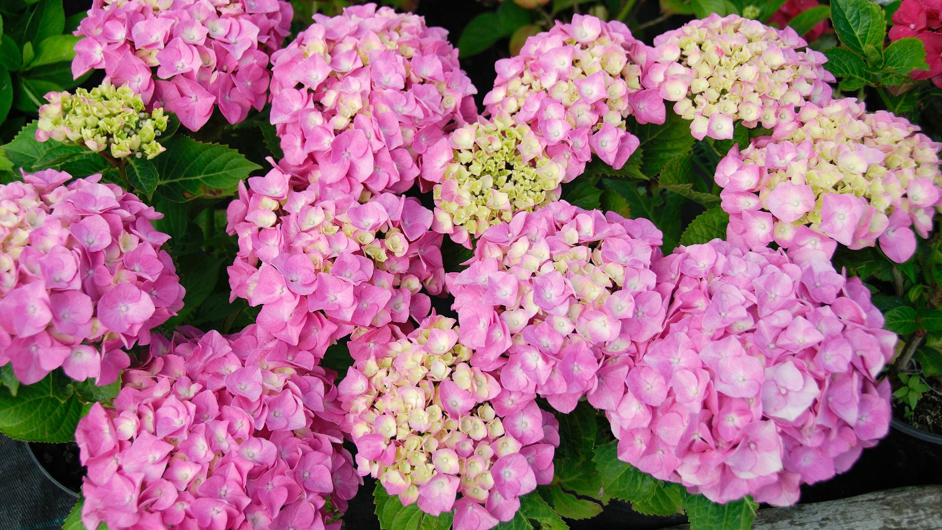 Hortensien sollte man immer ausreichend gießen, damit sie schön gedeihen können.