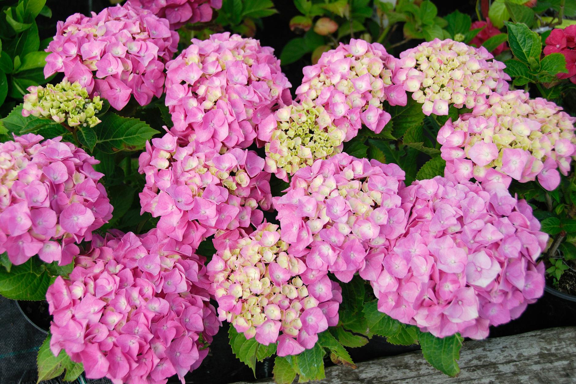 Hortensien sollte man im März zurückschneiden, damit sie im Sommer schön blühen können.