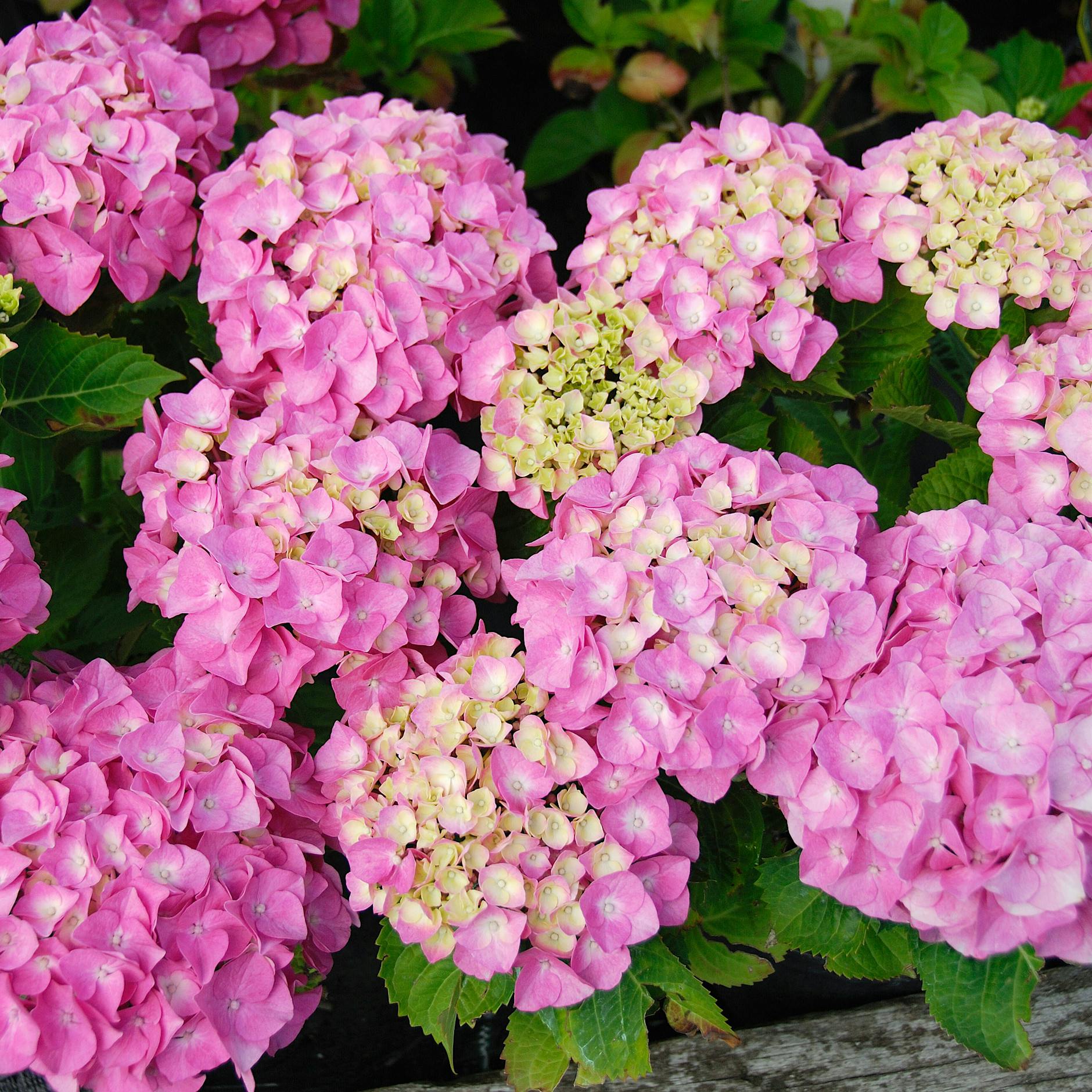 Hortensien einpflanzen und pflegen: Perfektes Blütenmeer dank dieser Erde und diesen Gieß-Tipps