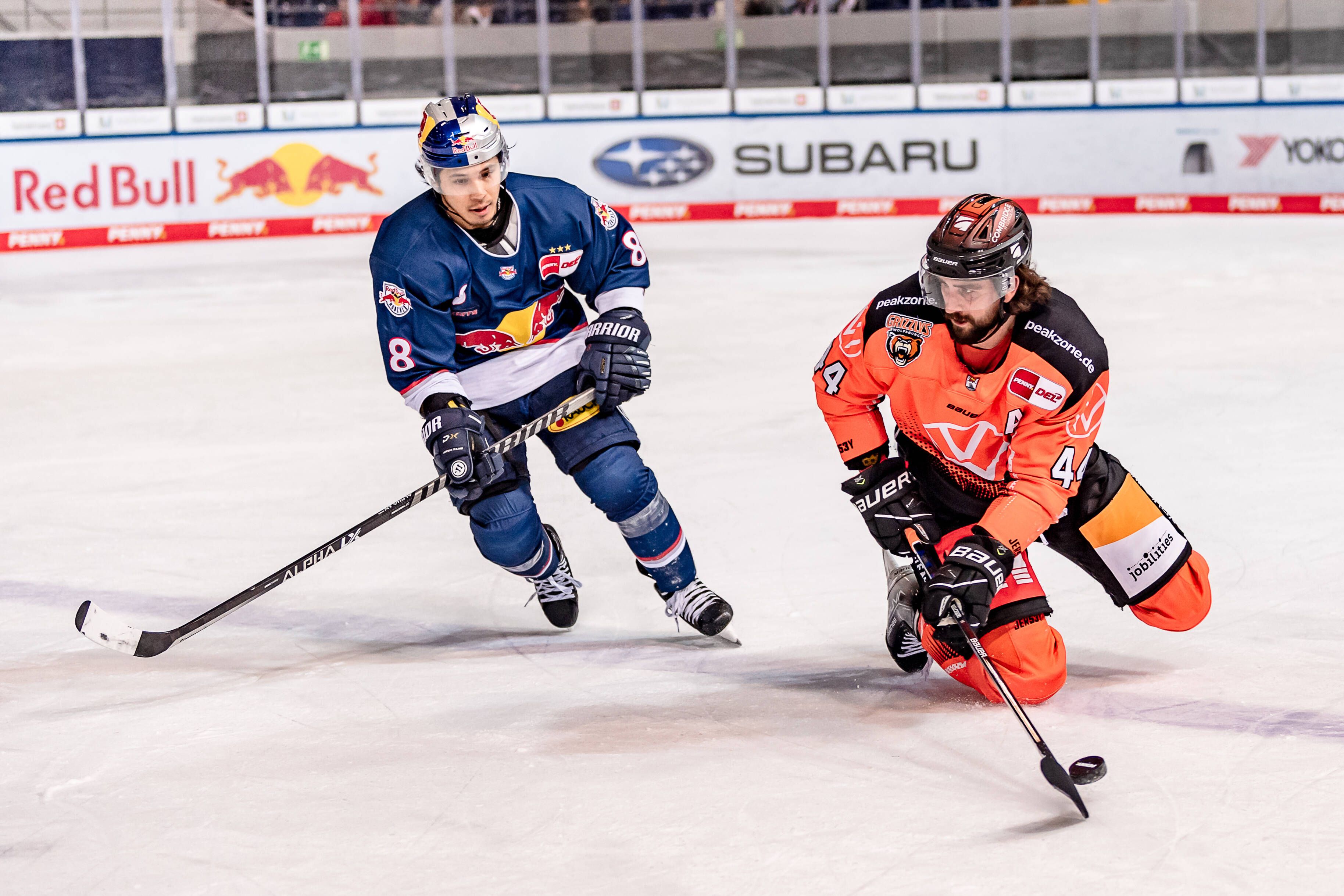 Image - Das ist ja mal echt bärig: Eisbären schnappen sich zwei Grizzlys