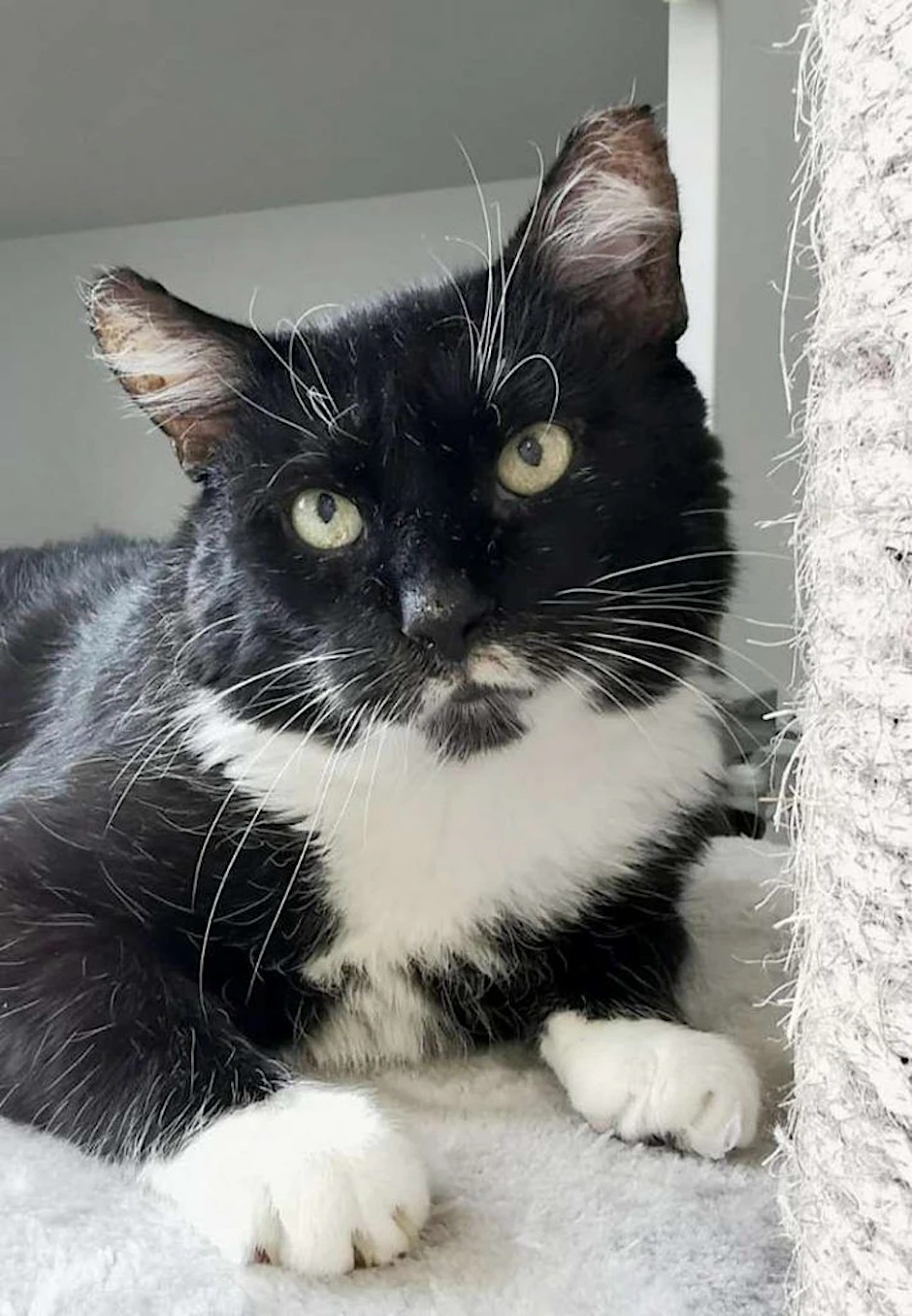 Wer gibt dem süßen Kater Cheddar ein neues Zuhause? Im Tierheim wartet der Stubentiger auf neue Besitzer.