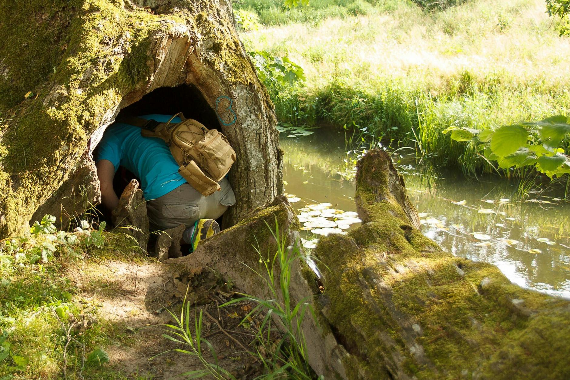 Geocaches können überall versteckt sein - hier sucht ein Mann in einem hohlen Baum nach dem Schatz.
