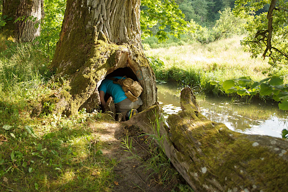Geocaches können überall versteckt sein - hier sucht ein Mann in einem hohlen Baum nach dem Schatz.