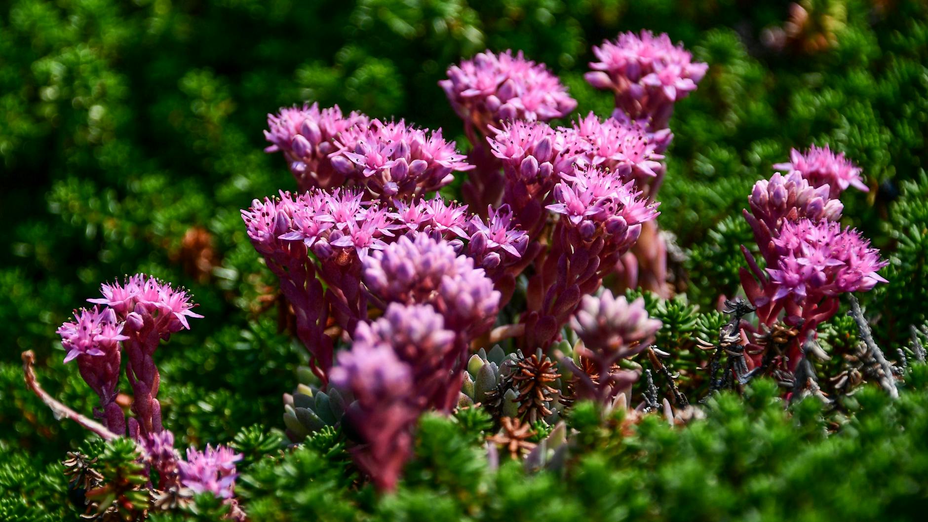 Die Fetthenne gibt es als Staudenpflanze und als teppichbildende Arten.