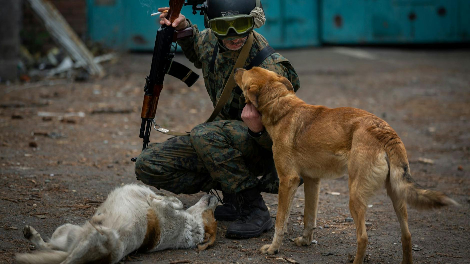 Ein ukrainischer Soldat streichelt in Barwinkowe im Osten der Ukraine streunende Hunde.