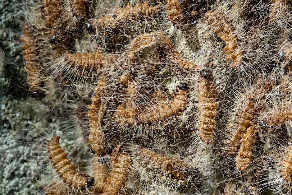 Eichenprozessionsspinner in ihrem Nest auf einem Baum (Symbolbild)