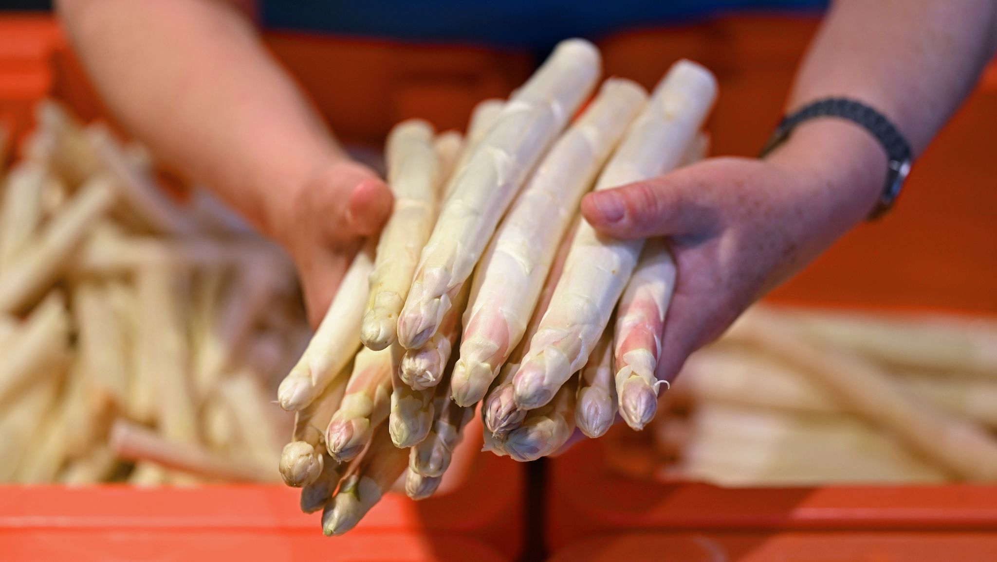 Bauern aus Berlins Umland werden ihren Spargel nicht mehr los: DAS steckt hinter dieser irren Entwicklung