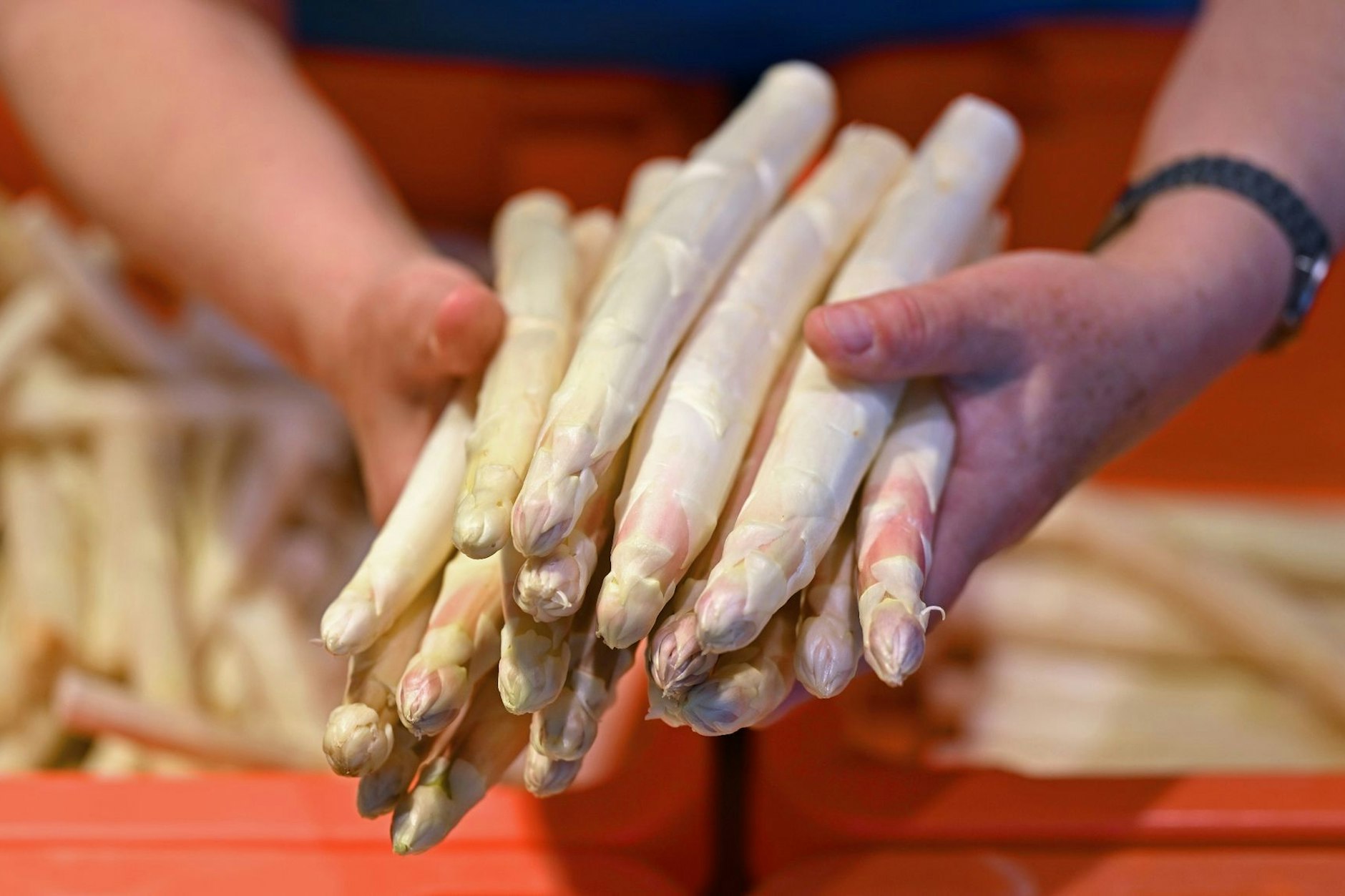 Frischer Spargel: Die Erntesaison dauert bis zum 24. Juni, dem Johannistag.