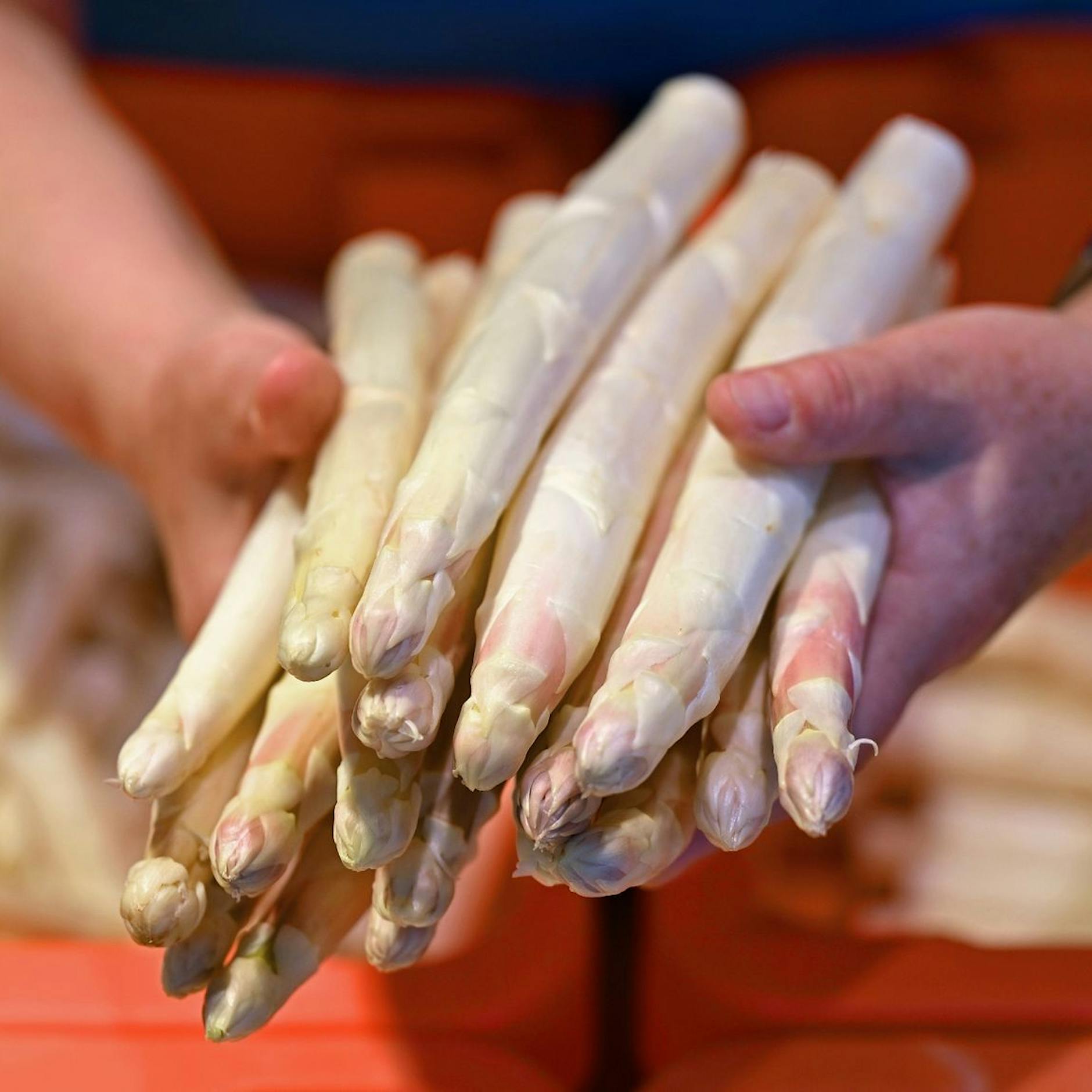 Bauern aus Berlins Umland werden ihren Spargel nicht mehr los: DAS steckt hinter dieser irren Entwicklung