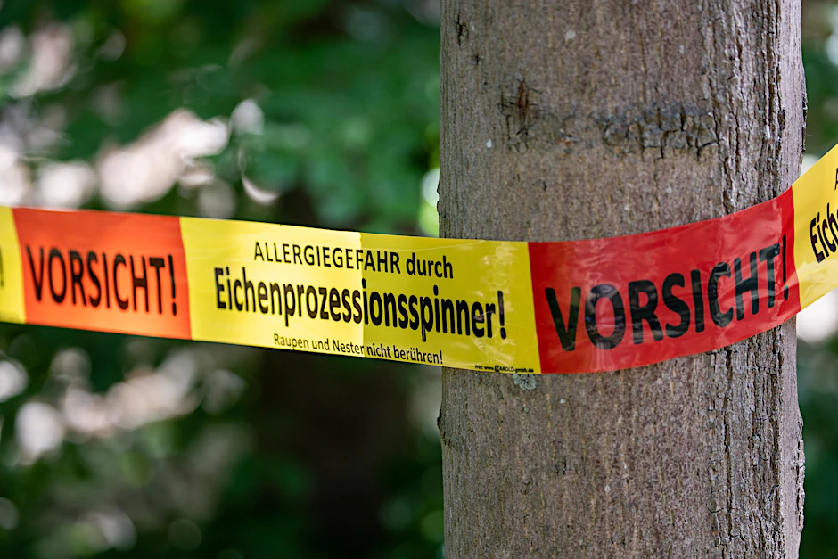 Ein Absperrband warnt vor dem Befall und der Allergiegefahr durch den Eichenprozessionsspinner an einem Baum.