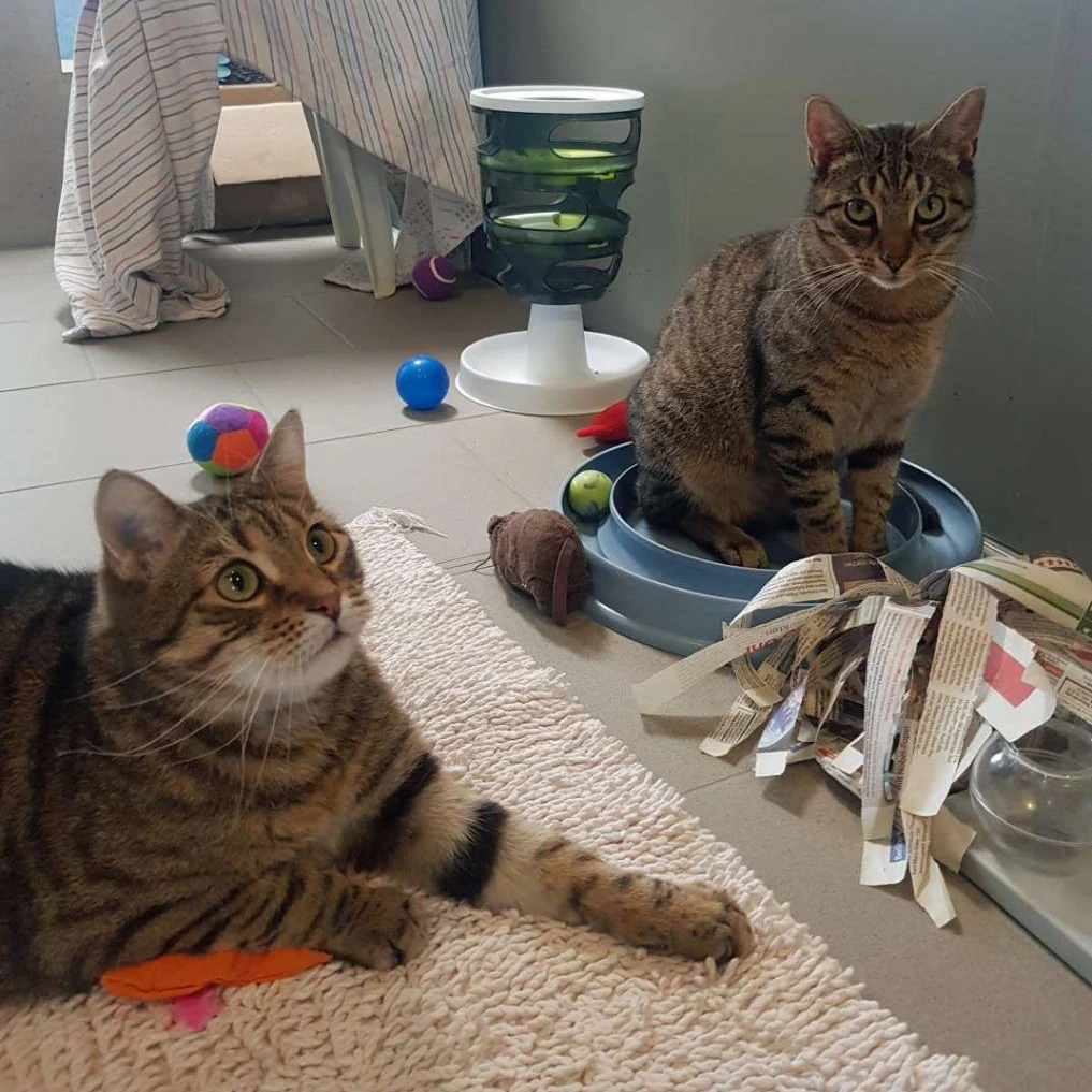Timon und Pumba warten im Berliner Tierheim momentan auf ein neues Zuhause.