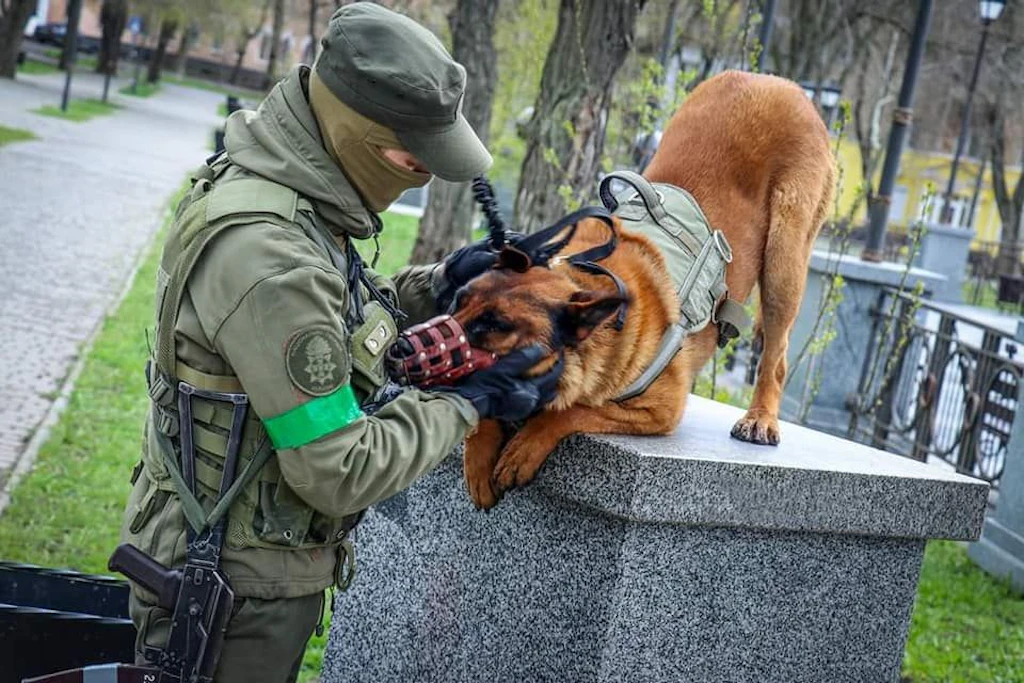 Russen-Kriegshund lernt Befehle auf Ukrainisch – und wechselt die Seiten