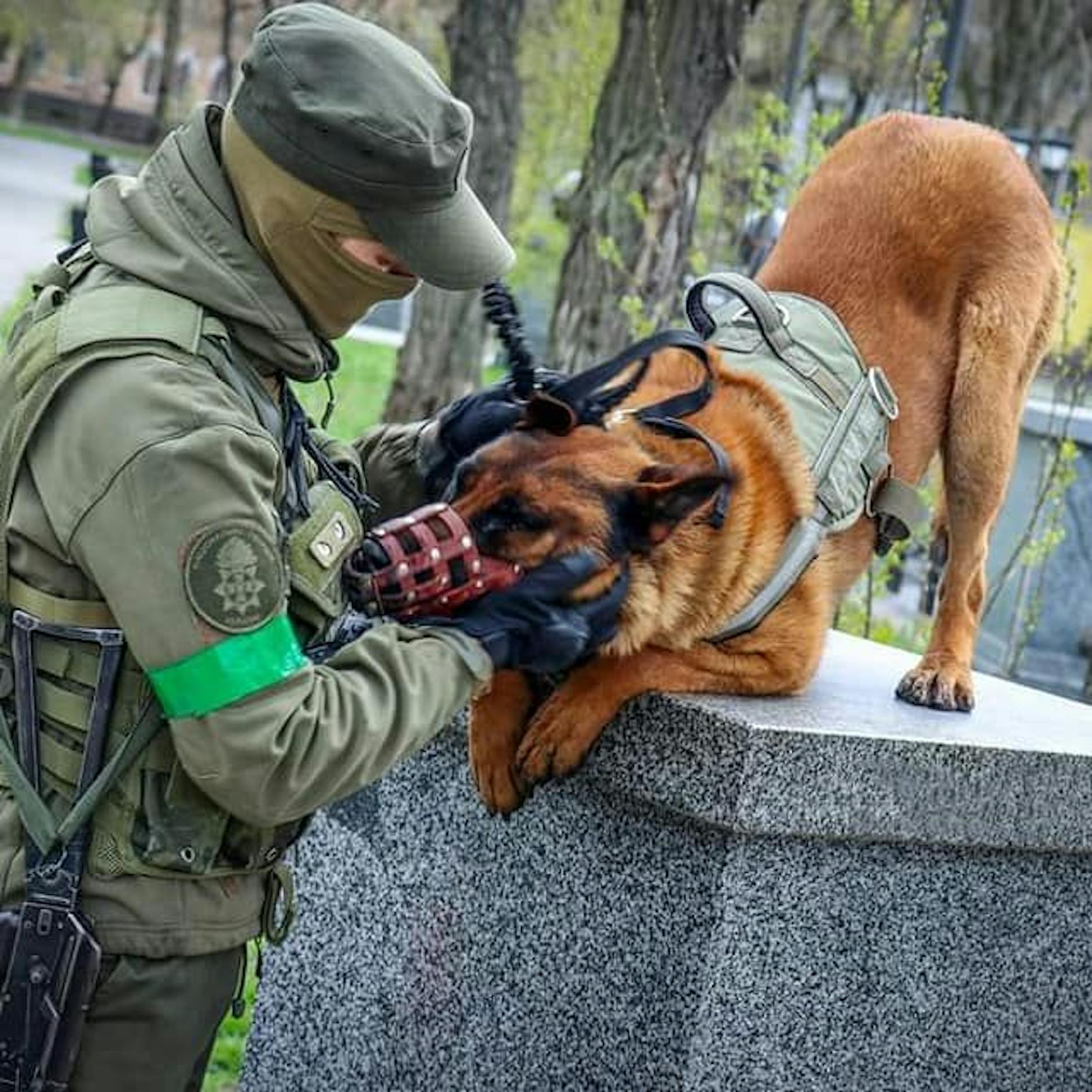 Russen-Kriegshund lernt Befehle auf Ukrainisch – und wechselt die Seiten