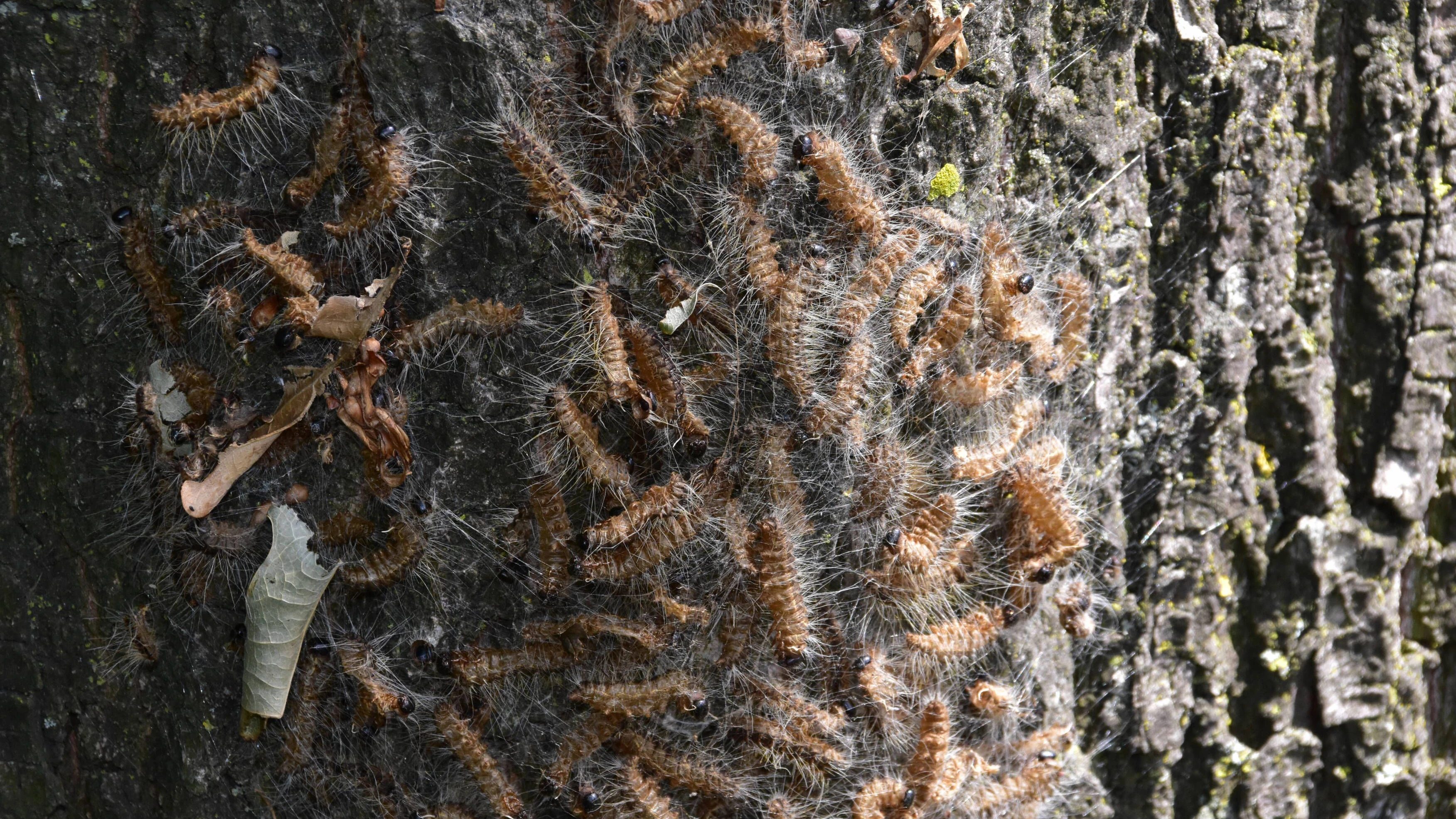 Nest eines Eichenprozessionsspinners an einem Baum.