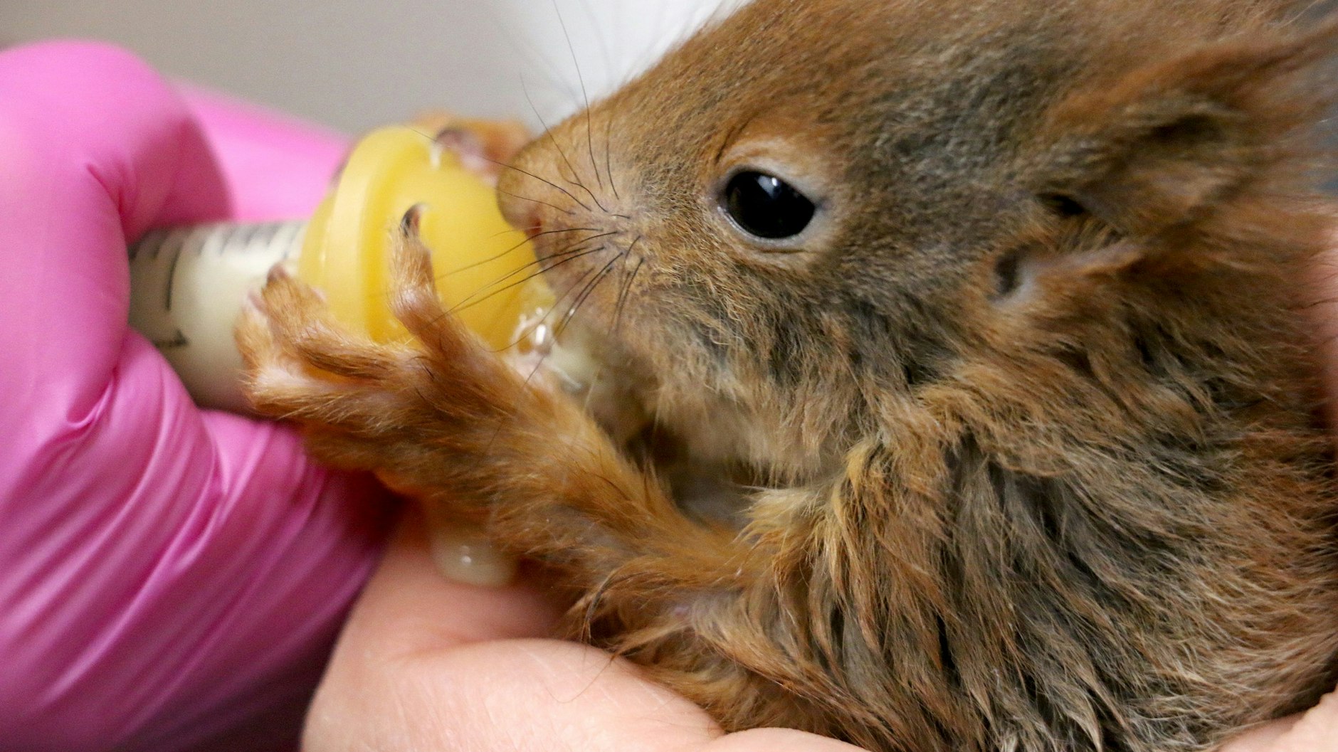Ein Jungtier wird gefüttert: Überall in Deutschland gibt es Hilfe für Eichhörnchen, wie hier in Verden durch die Tierärztin Julia Lenz.