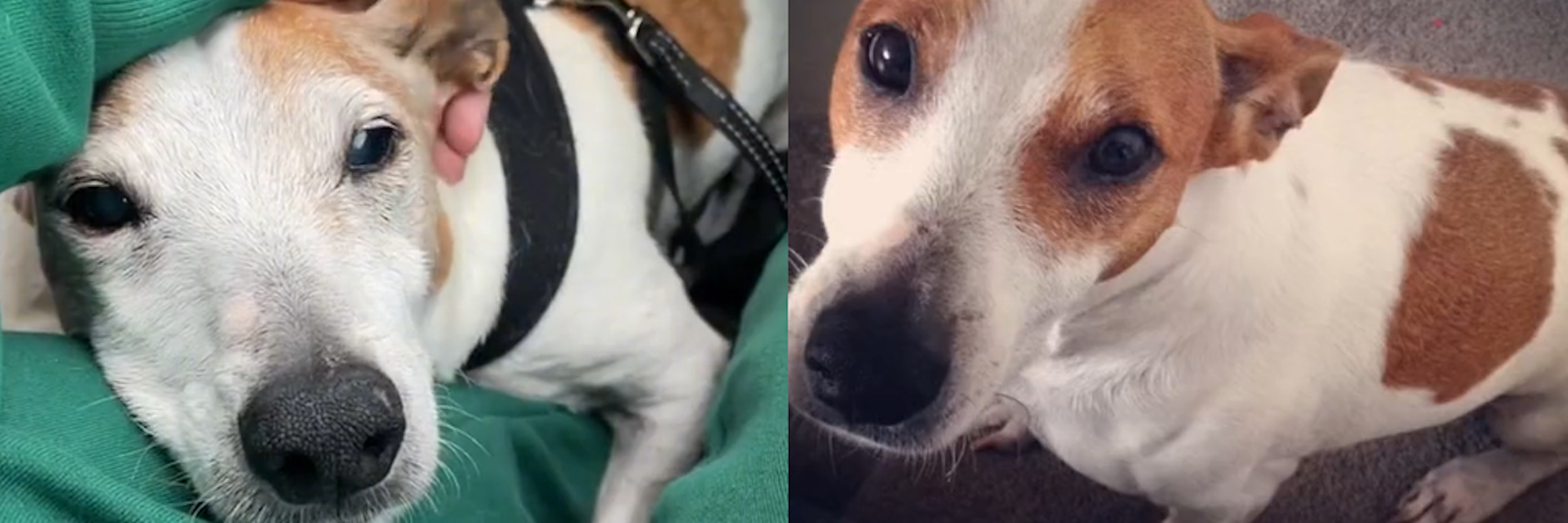 Der kleine Bobby leidet an Demenz - ein Video seines Verhaltens ging im Netz viral.