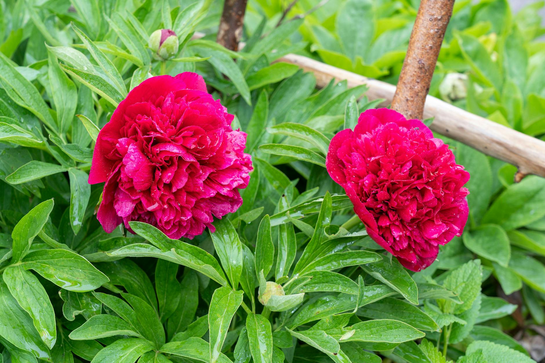 Pfingstrosen sind echte Juwelen im Garten – und das nicht nur aufgrund ihrer riesigen Blüten und ihrem zarten Duft.