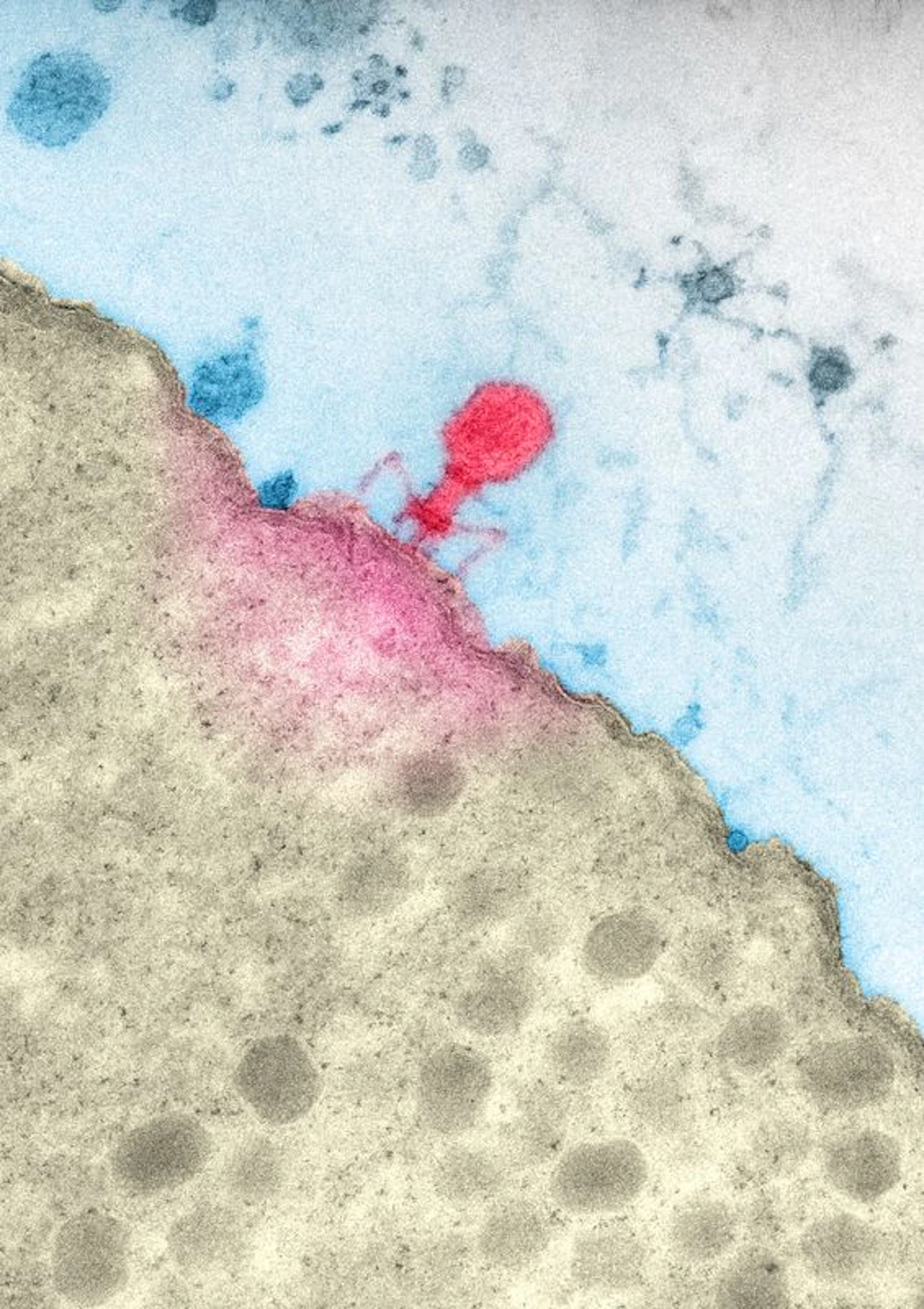 Retten sie uns in der Antibiotika-Krise? Phagen töten infektiöse Bakterien