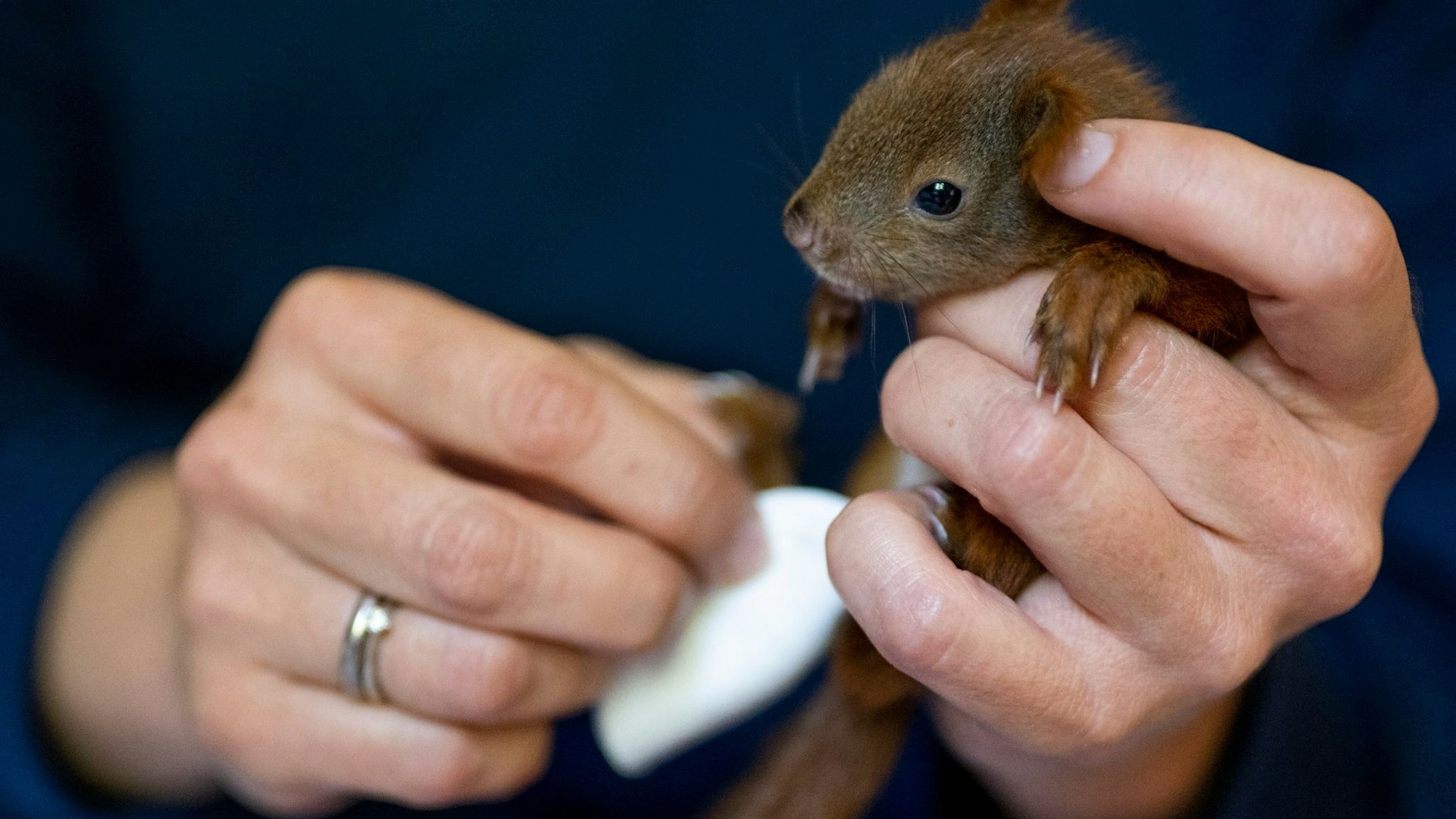 Tierärztin Elena Becker versorgt ein junges Eichhörnchen in ihrem Haus.