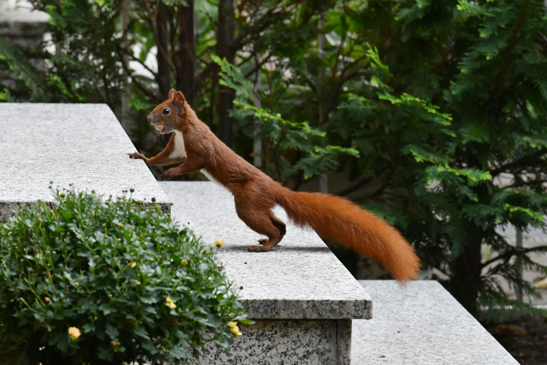 Eichhörnchen fühlen sich in Städten besonders wohl: Tausende leben hier.