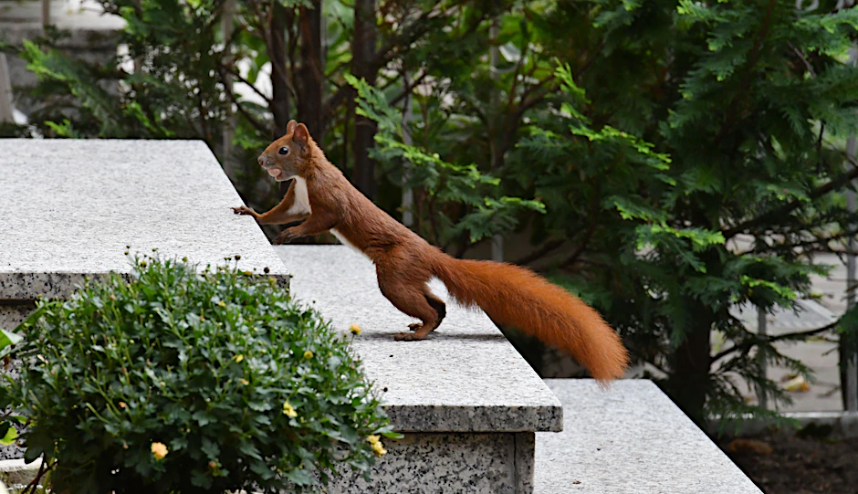 Eichhörnchen fühlen sich in Städten besonders wohl: Tausende leben hier.