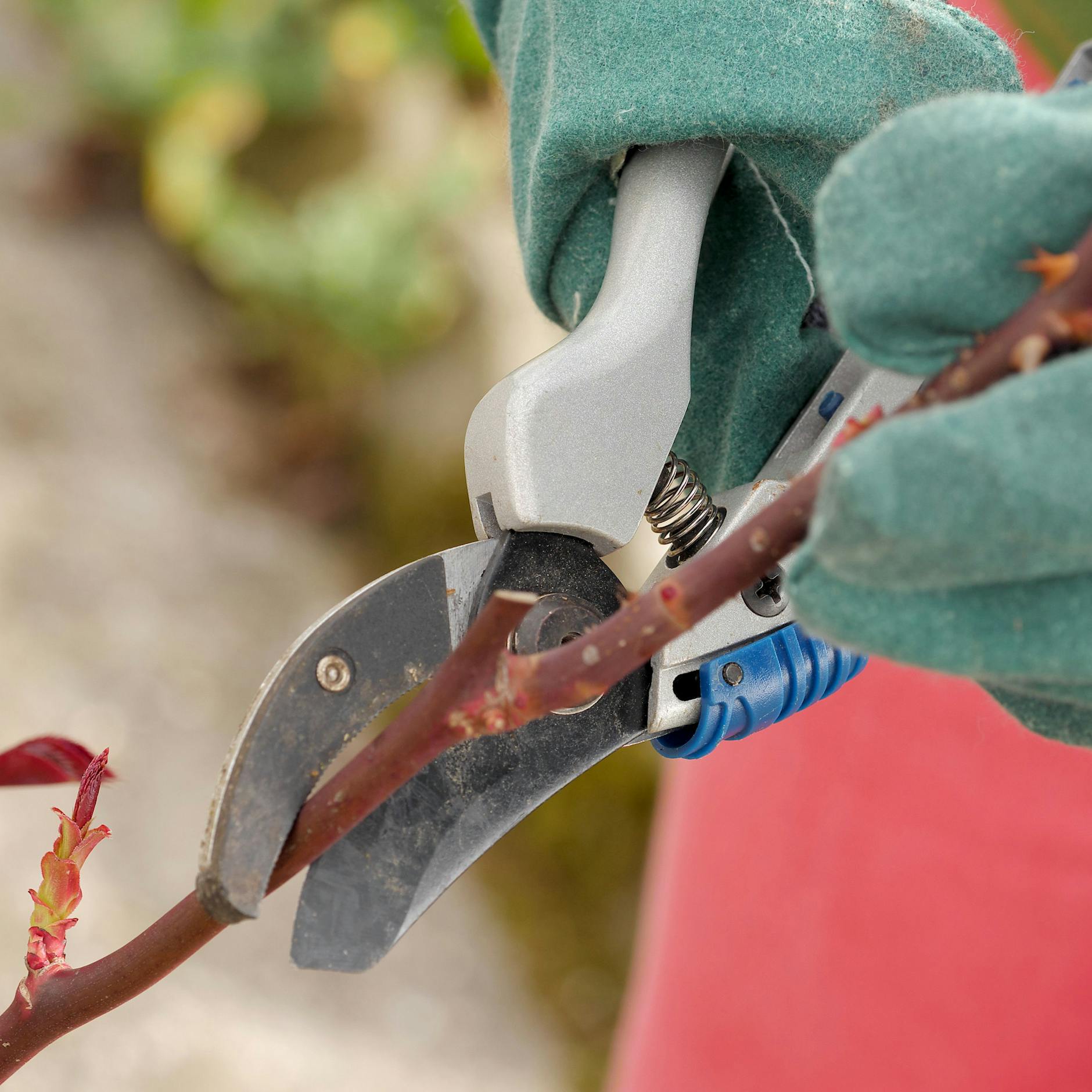 Am besten ist es, Rosen zur Zeit der Forsythienblüte zurückzuschneiden.