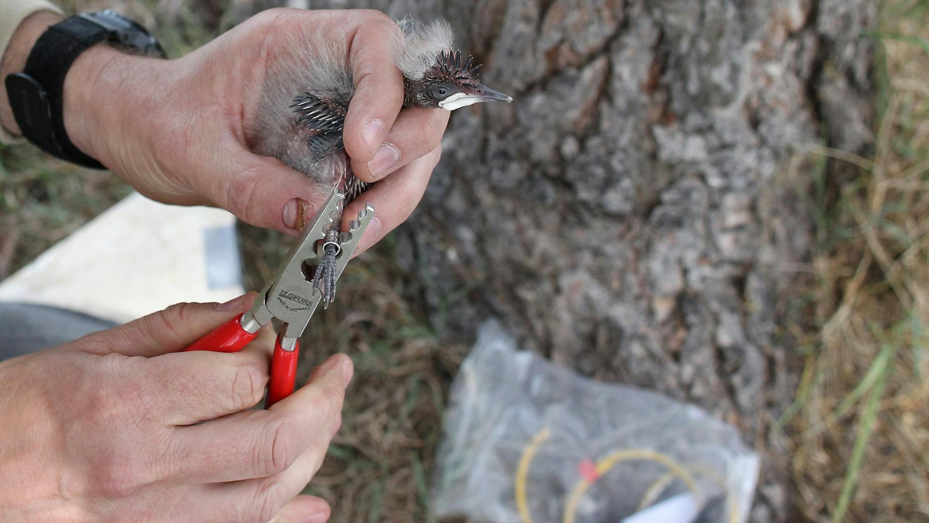 Äußerste Vorsicht: Die Zange ist extra so gearbeitet, dass die Ringe um die Beine der Vögel gut geschlossen werden können, ohne die Tiere zu verletzten.