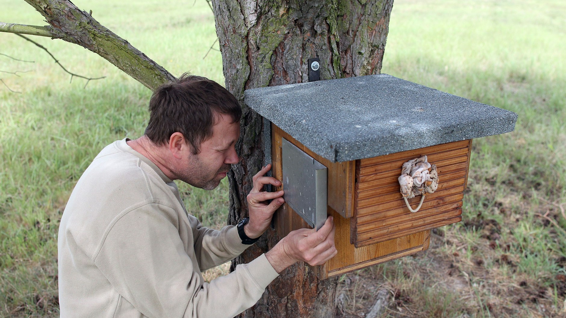 Ganz vorsichtig: Robert Stein öffnet den Nistkasten und schaut, ob dort Jungvögel sind.