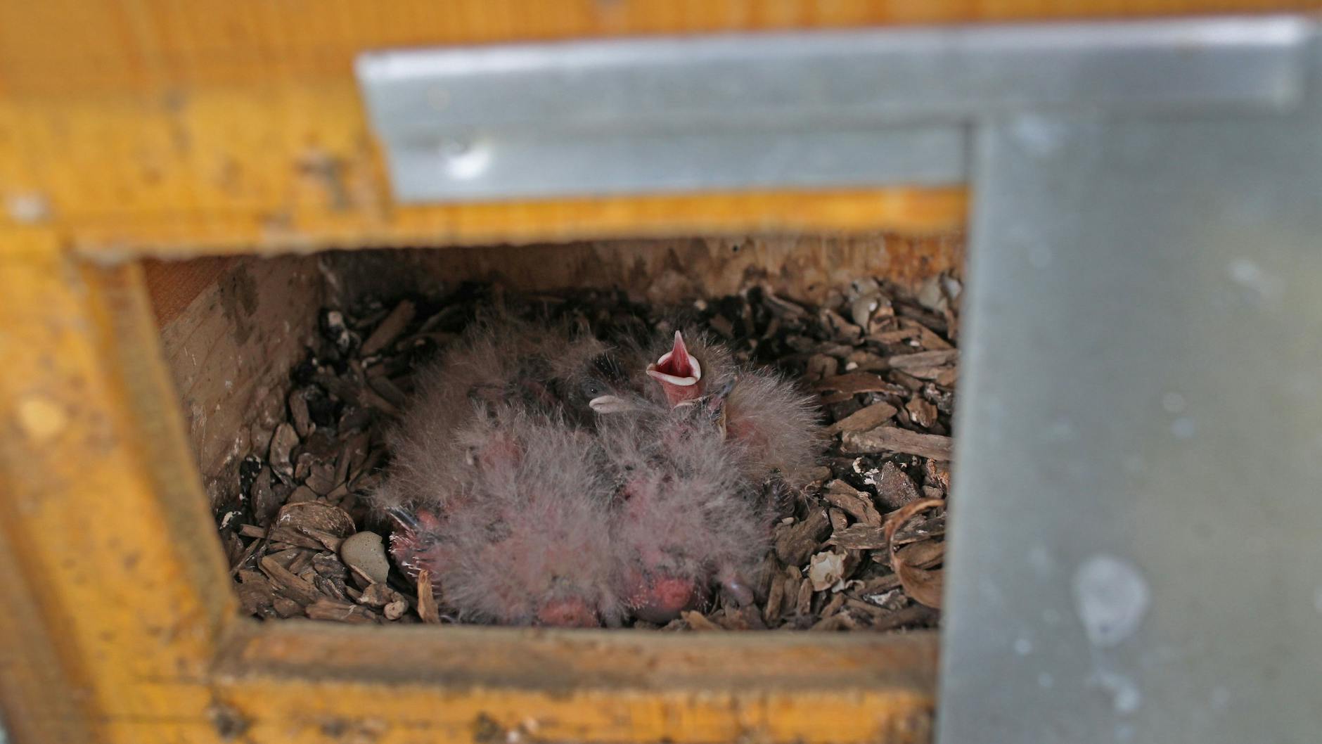 Sehr klein: Ein Häufchen dünner Federn, die kaum wärmen. Im Kasten sitzen insgesamt neun kleine Vögelchen.