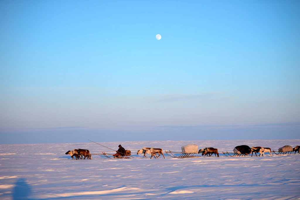 Klimawandel: Sibirische Tundra könnte fast komplett verschwinden