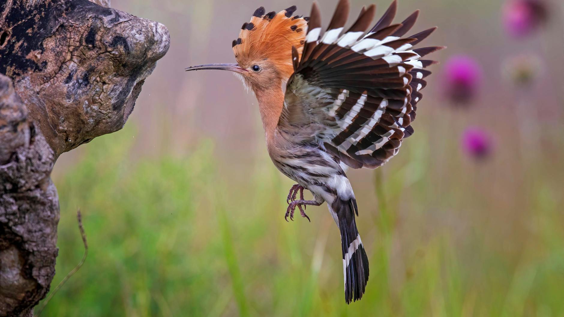 Bedrohte Art: Wiedehopfe haben charakteristische orangefarbene Federn auf dem Kopf und schwarz-weiße Flügel.
