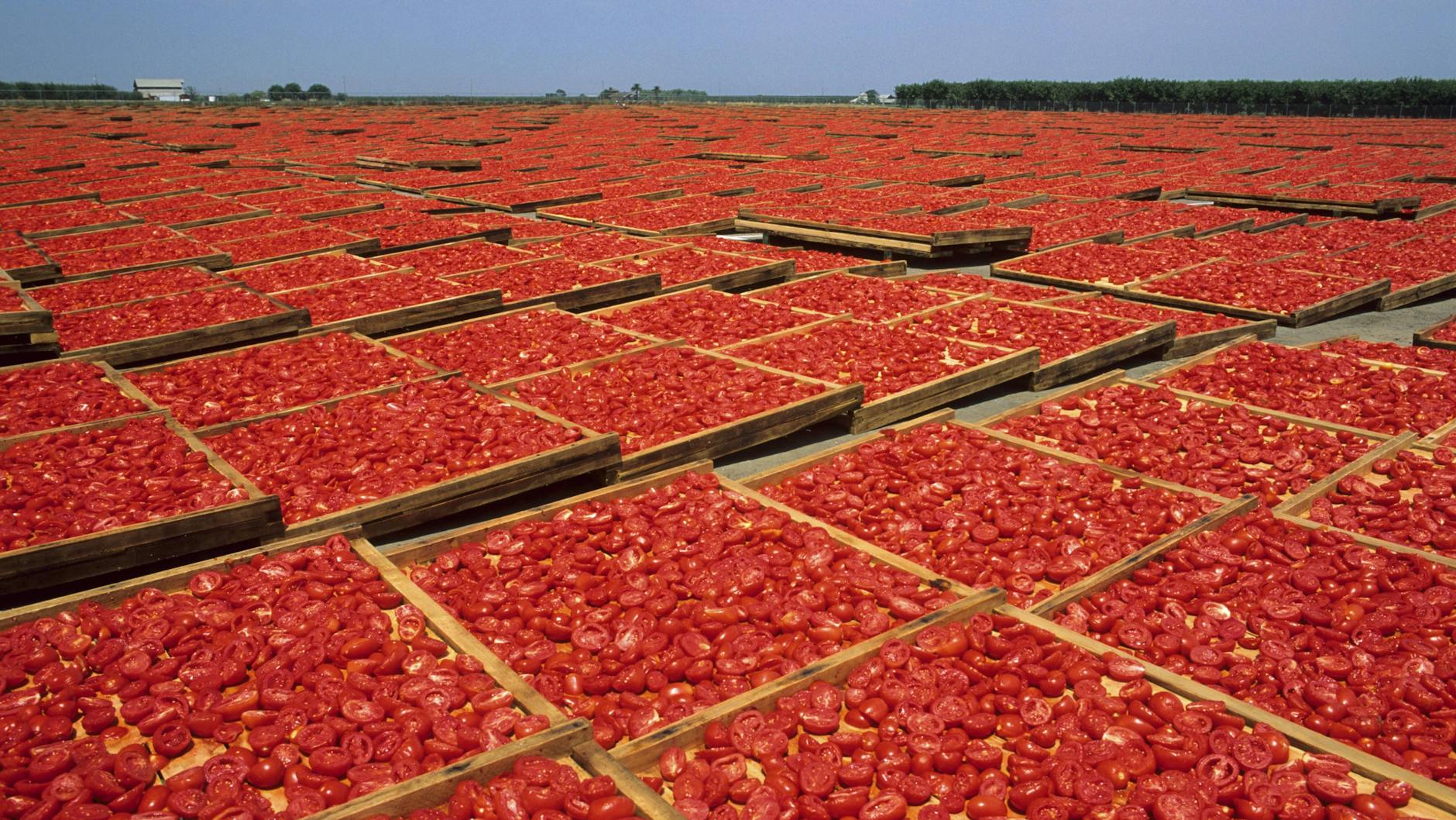 Unter der Sonne Kaliforniens - Tomaten bis zum Horizont. Die Deutschen lieben ihr rotes Fruchtgemüse, auch wenn es aus dem Ausland kommt.